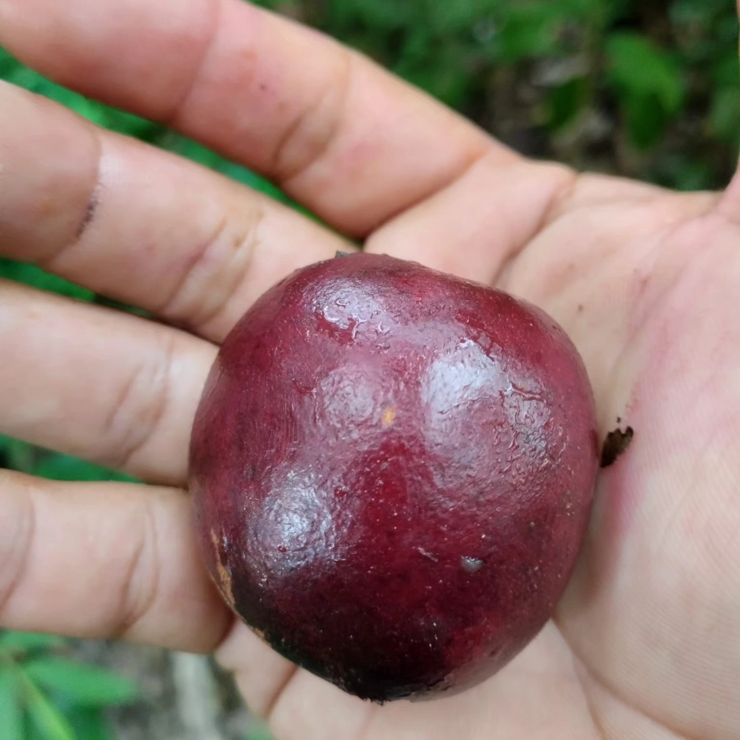 Envira caju (Onychopetalum periquino) -  1 fresh seed / 1 frischer Samen