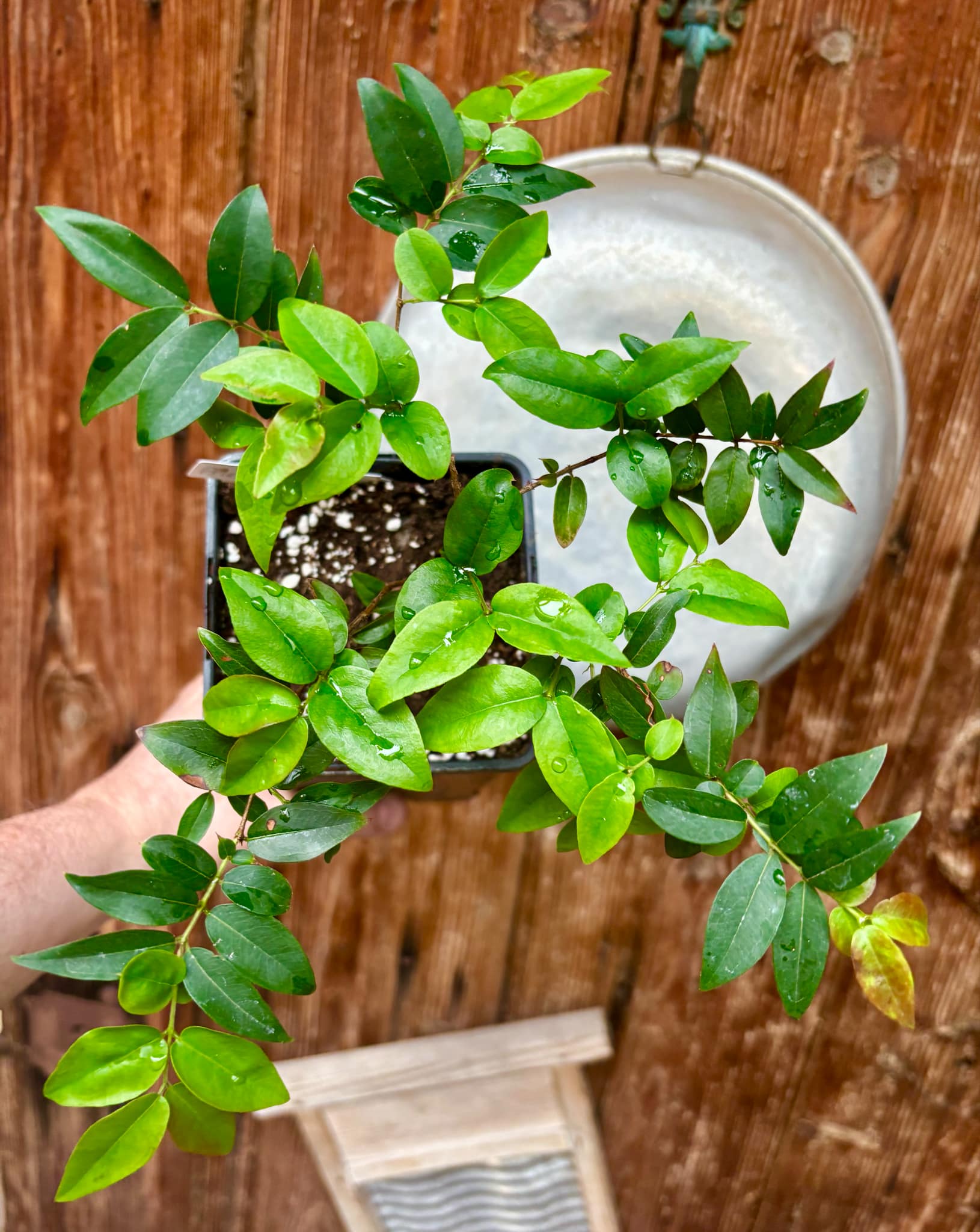  3 years old - Plinia sp Lujan - 1 potted plant / 1 getopfte Pflanze