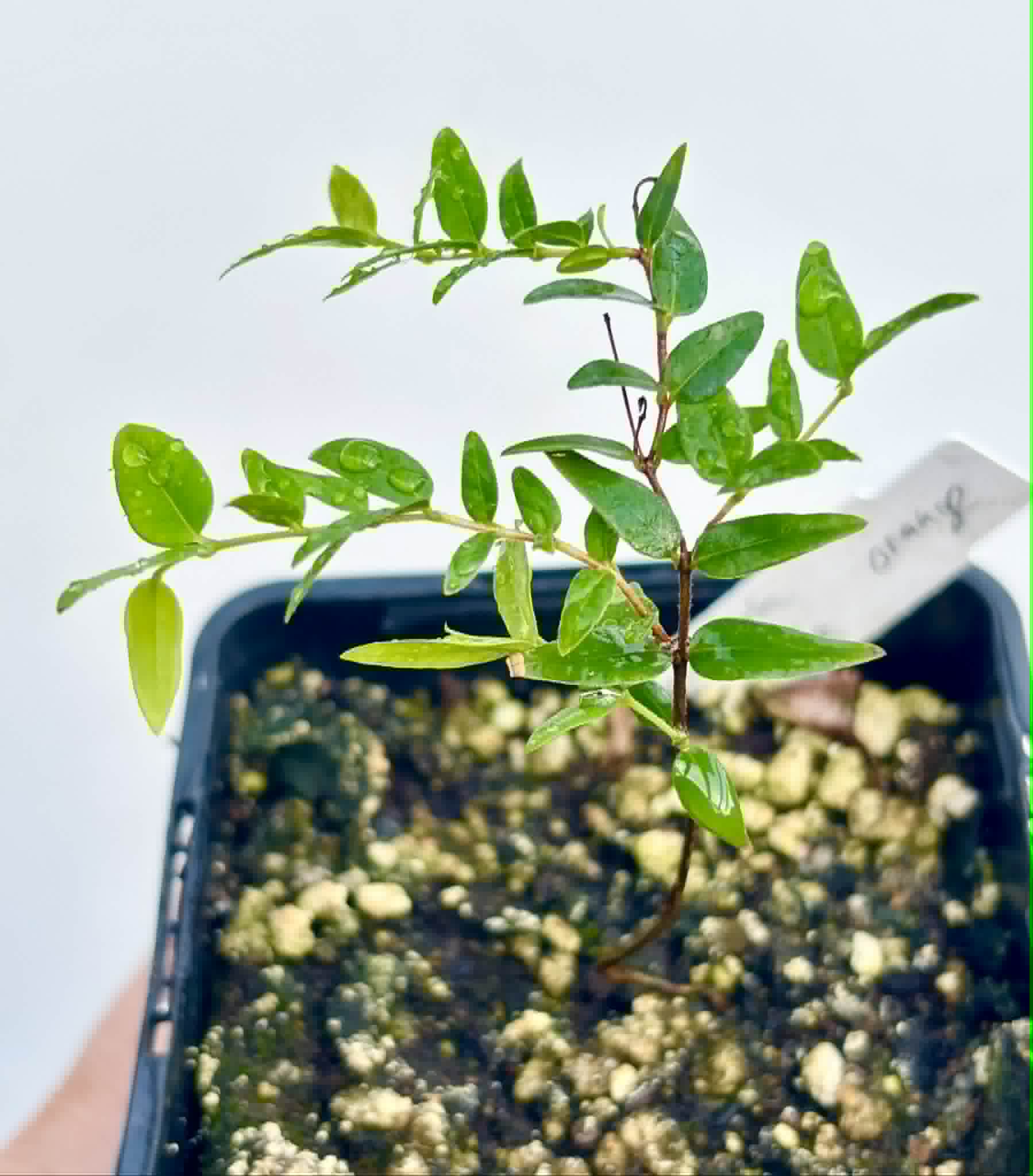 Myrciaria cuspidata ORANGE - 1 potted plant / 1 getopfte Pflanze