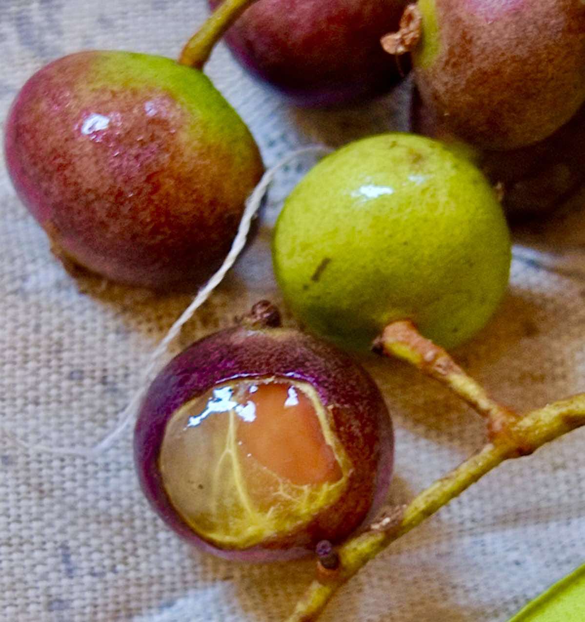 Myrcia sp Jaboticaba Bahia -  1 fresh seed / 1 frischer Samen