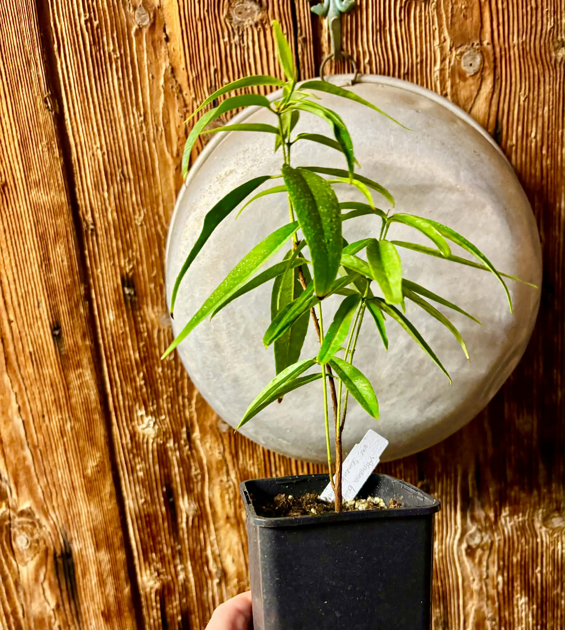 Eugenia bahiensis var. Sementes pintada  - 1 potted plant / 1 getopfte Pflanze
