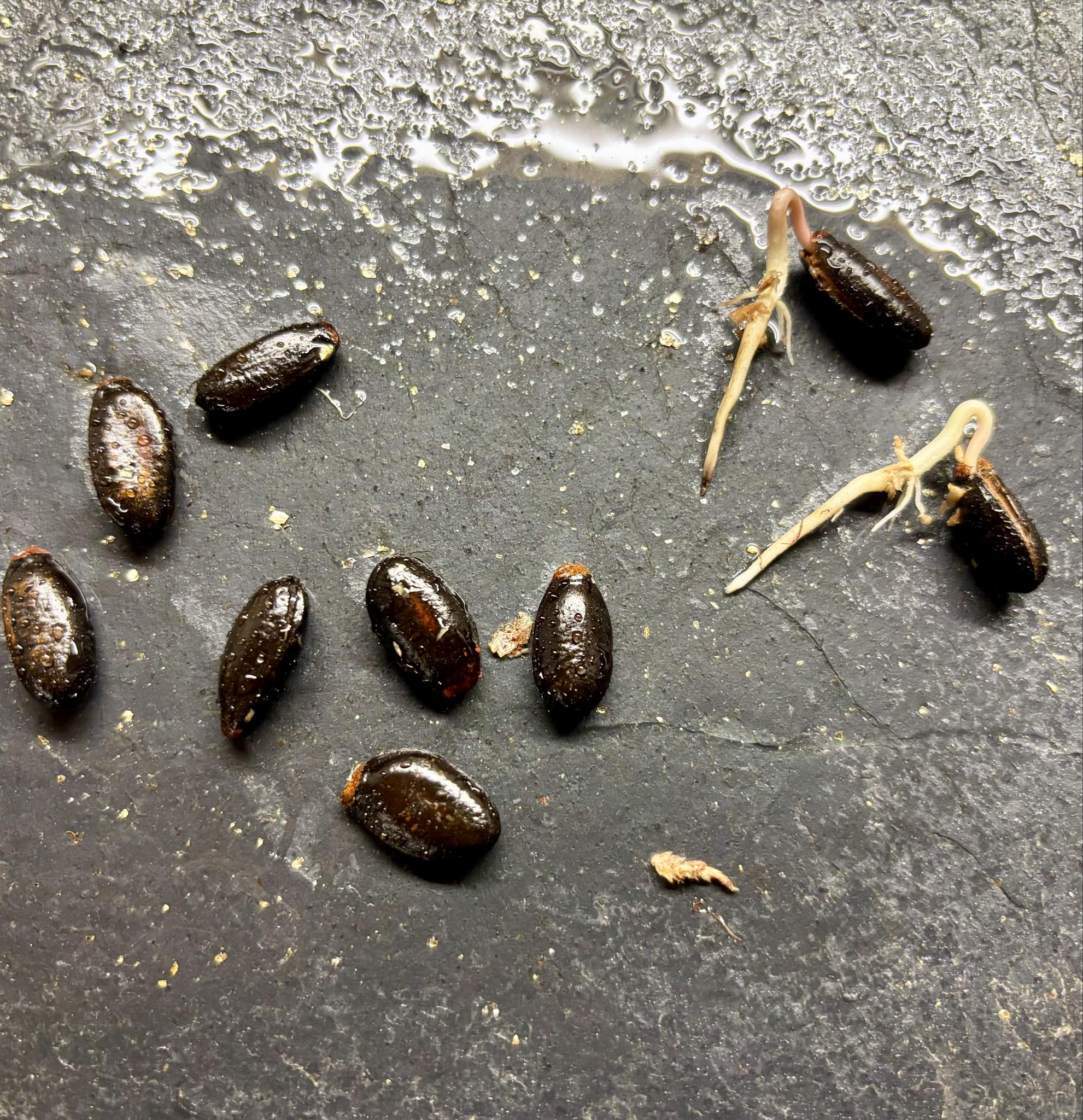 Red Annona squamosa - 1 germinated seed / 1 gekeimter Samen