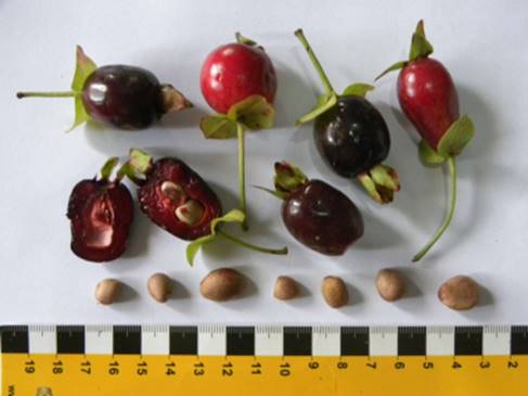 Ultra rare - Barapiroca Acu (Calycolpus legrandii) - 1 potted plant / 1 getopfte Pflanze