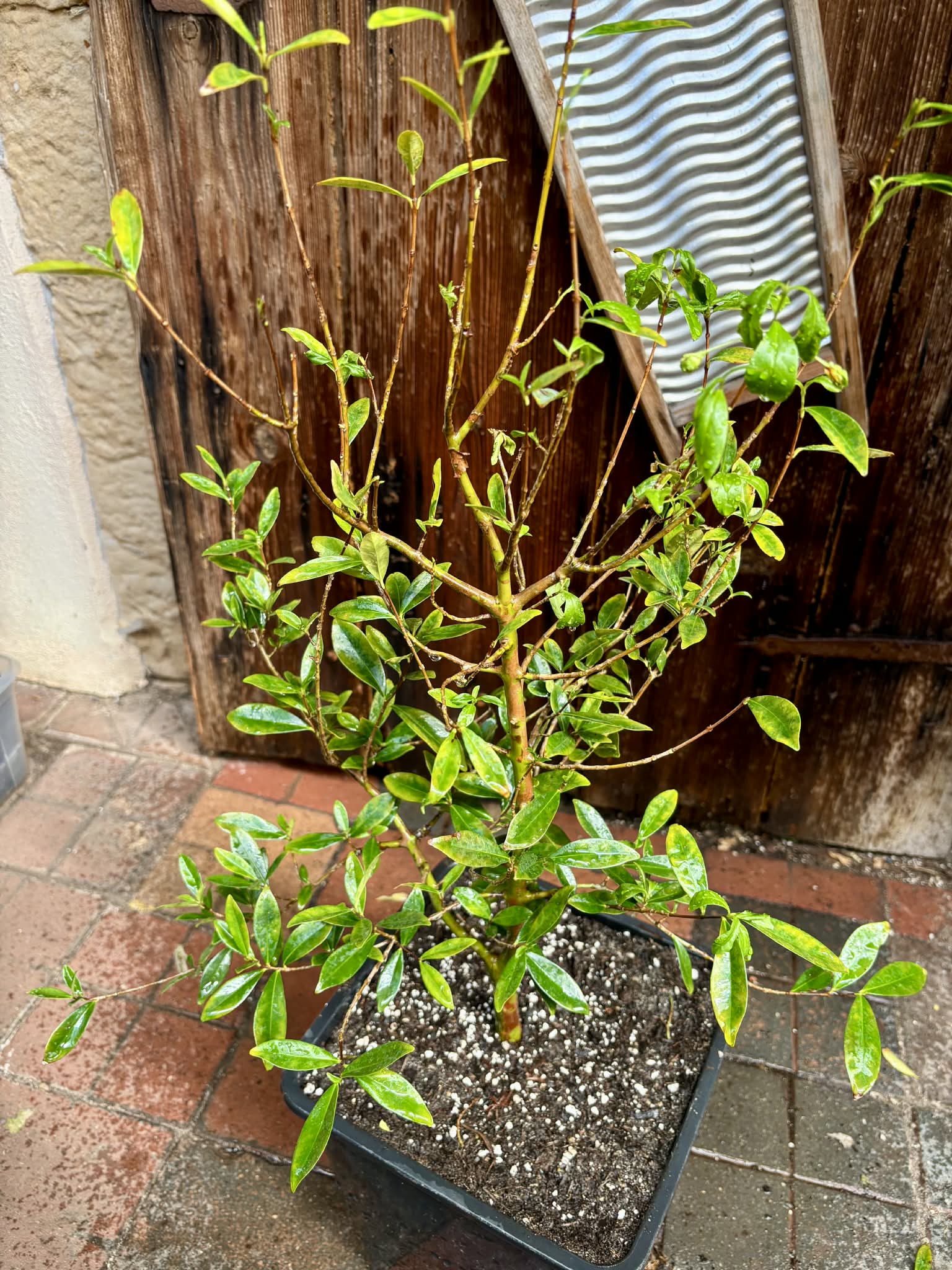 with flowers - 5 years old - Cherry of Rio Grande (Eugenia involucrata) - 1 potted plant / 1 getopfte Pflanze