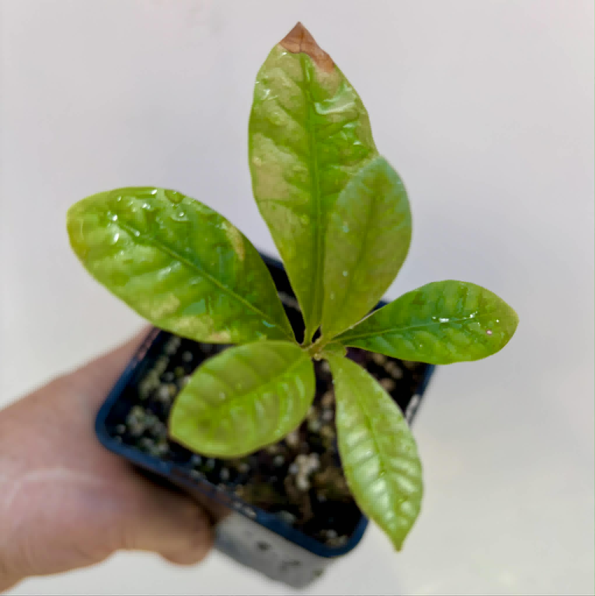 Pouteria sp Calice de Flor  -  1 potted seedling / 1 getopfter Sämling