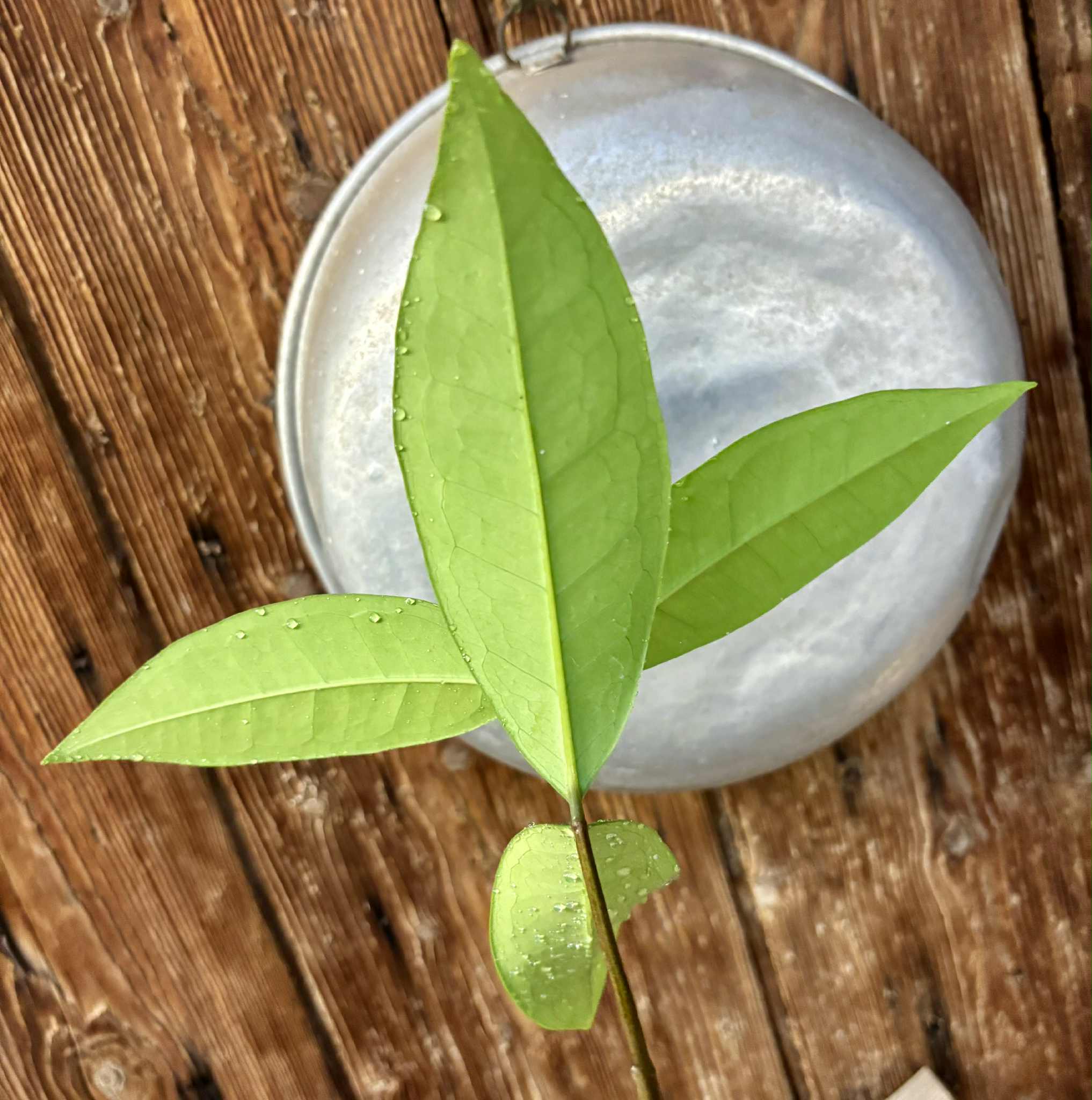 Eugenia sp Maca BIG -  1 potted seedling / 1 getopfter Sämling