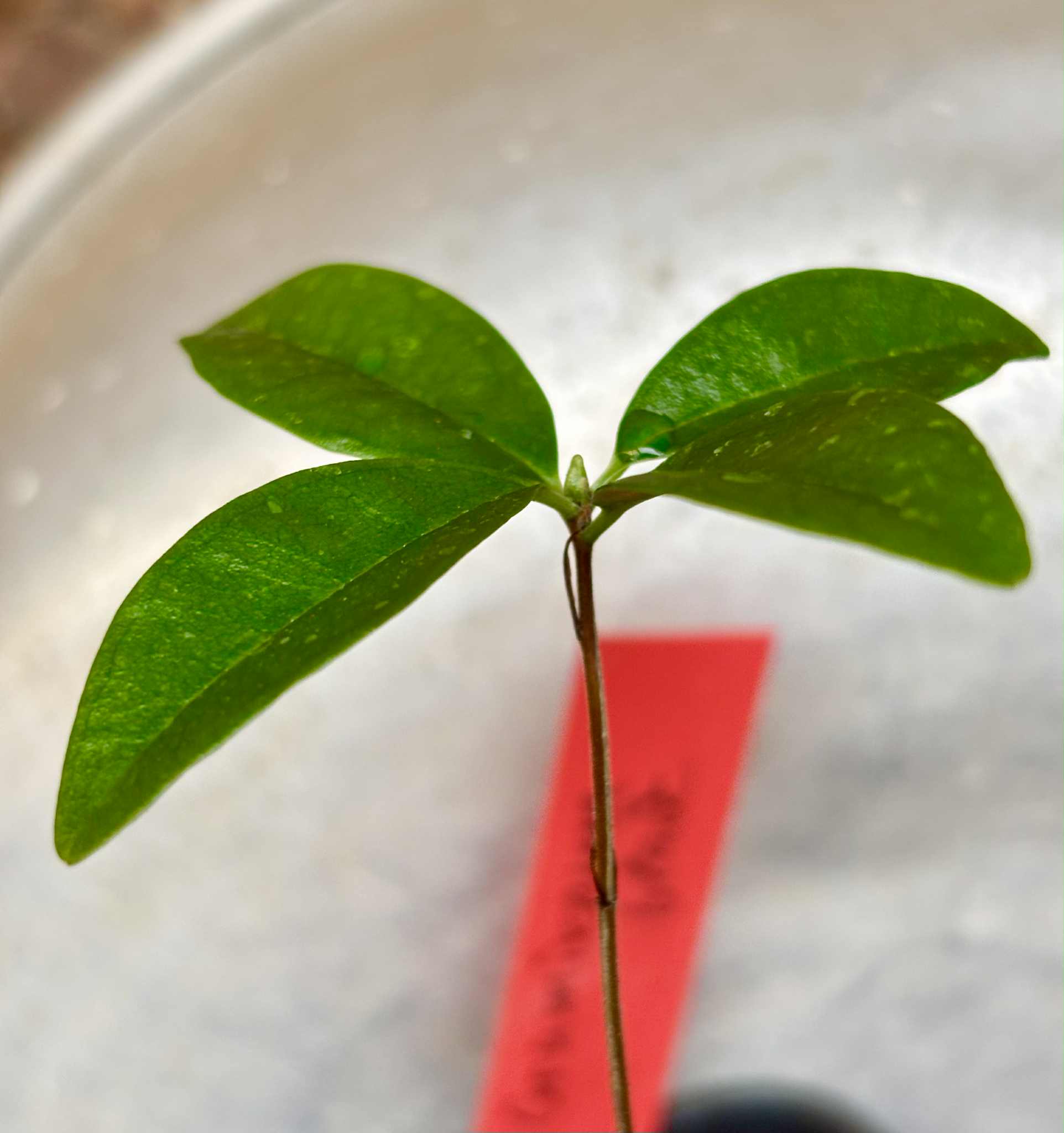 Grumixama (Eugenia brasiliensis) - 1 potted plant / 1 getopfte Pflanze