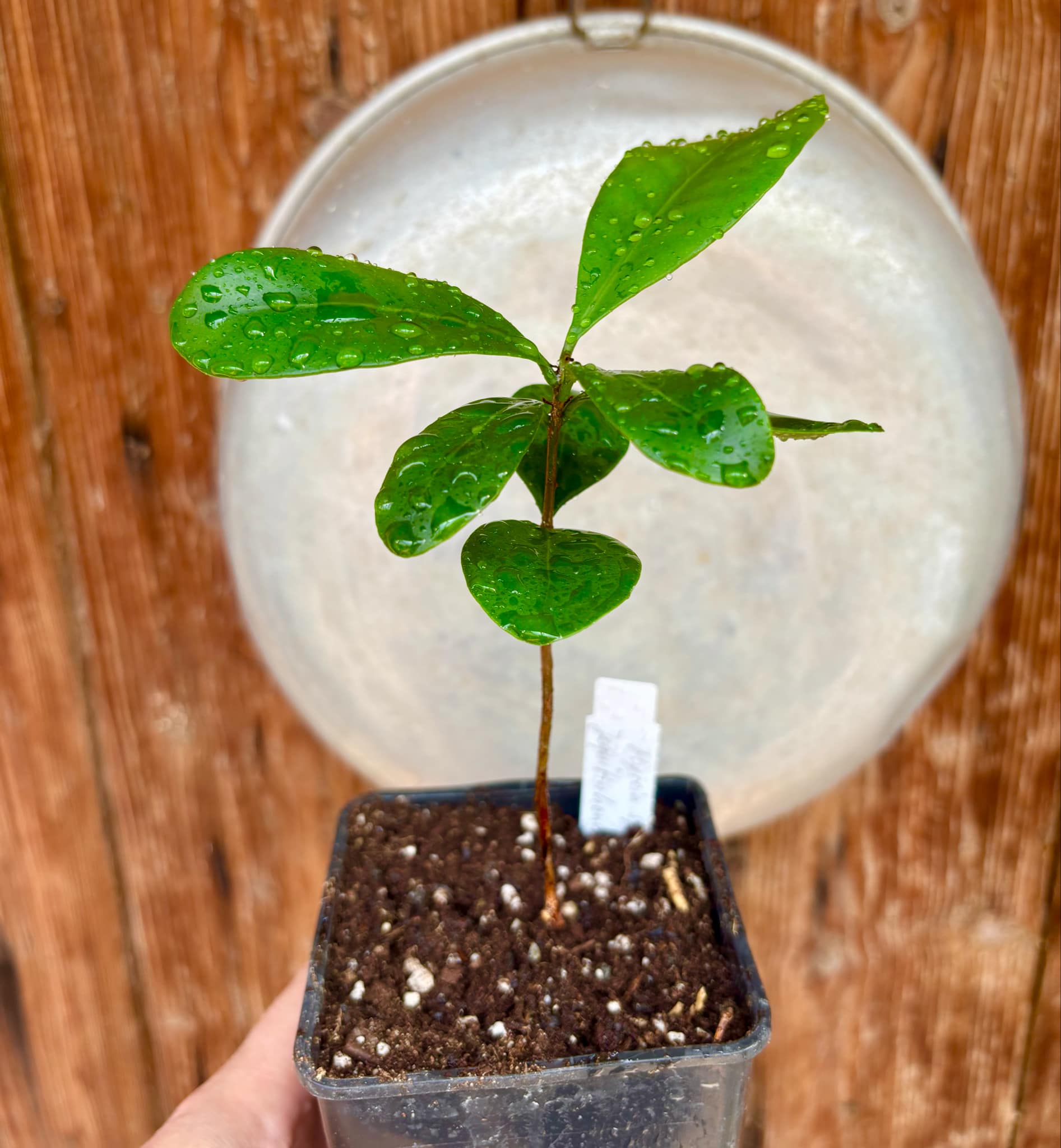 Myrcia sp Jequitinhonha - 1 potted seedling / 1 getopfter Sämling