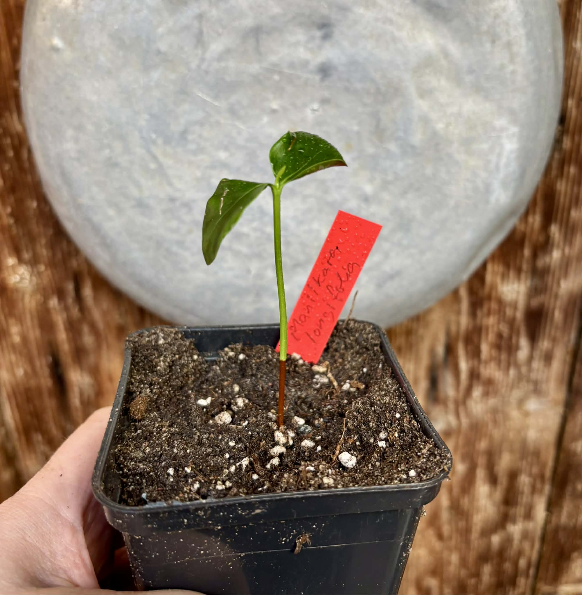 Manilkara longifolia - 1 potted seedling / 1 getopfter Sämling