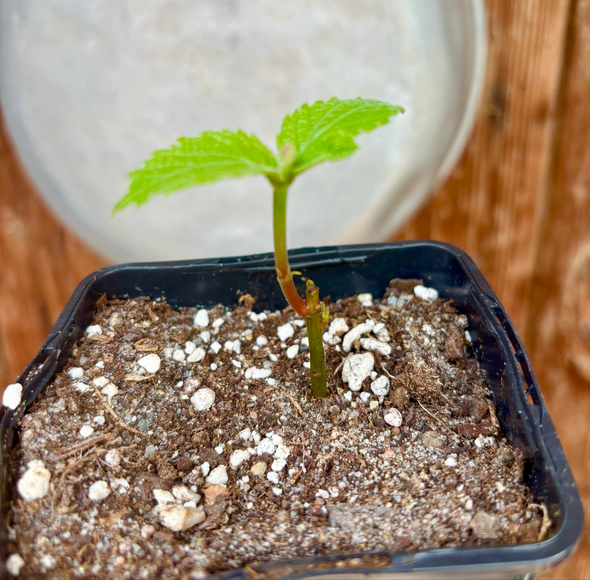 Caryocar brasiliense - Pequi - 1 potted plant / 1 getopfte Pflanze