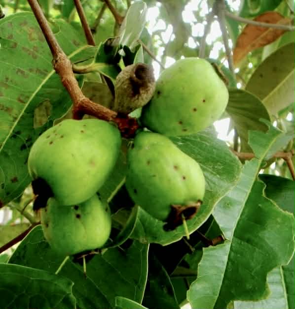 Sea Apple (Syzygium grande) - 1 germinated seed / 1 gekeimter Samen