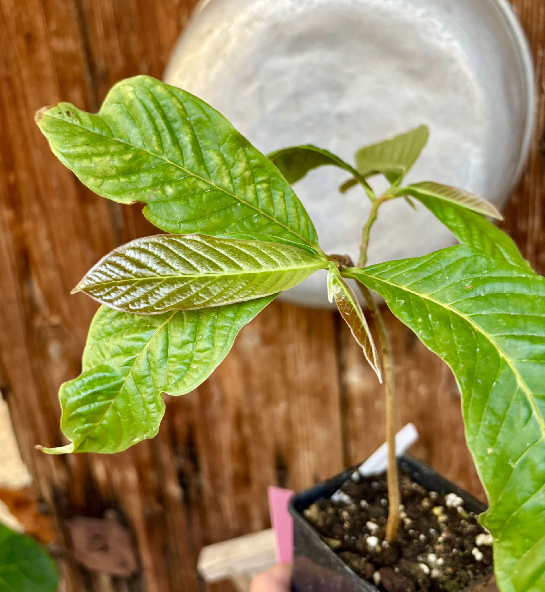 Annona purpurea - Soncoya - 1 potted plant / 1 getopfte Pflanze