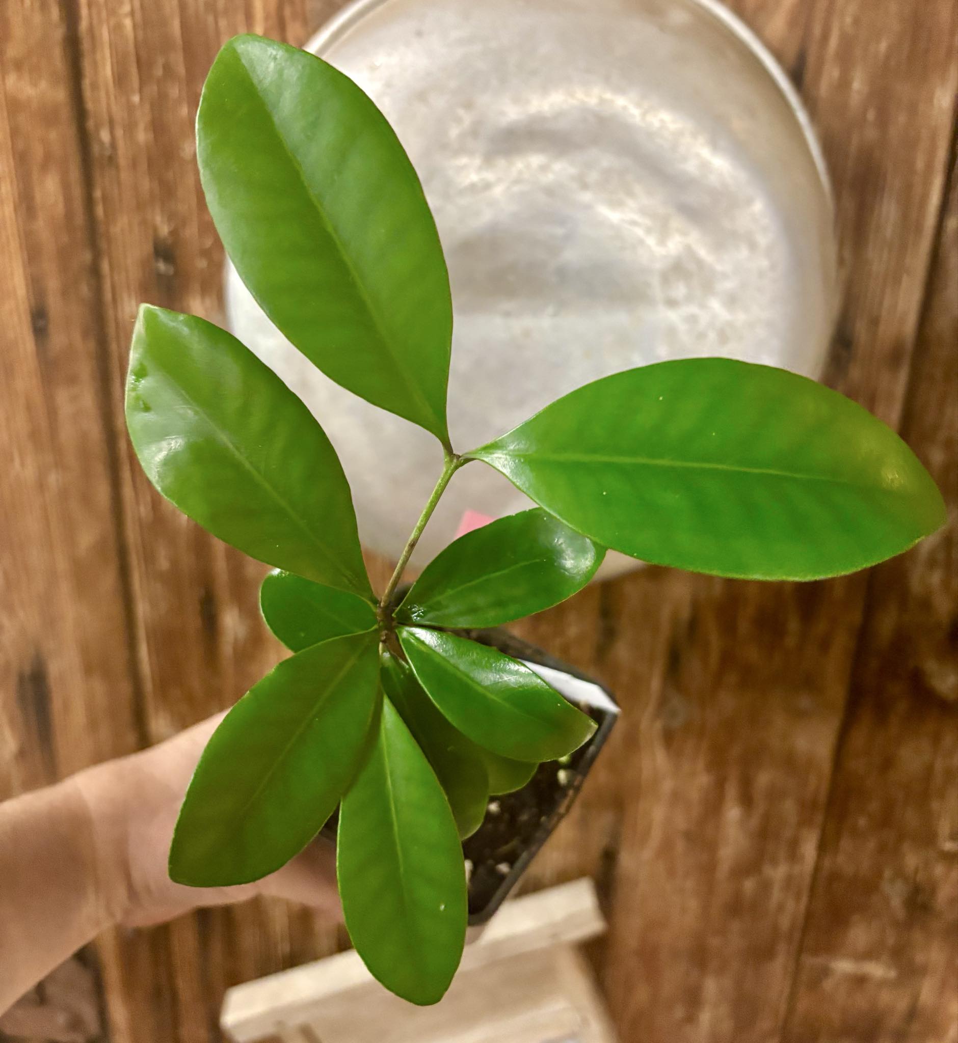 Myrcia sp Jequitinhonha - 1 potted seedling / 1 getopfter Sämling