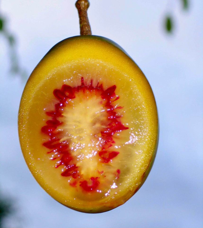 Solanum sibundoyense - 3 fresh seeds / 3 frische Samen