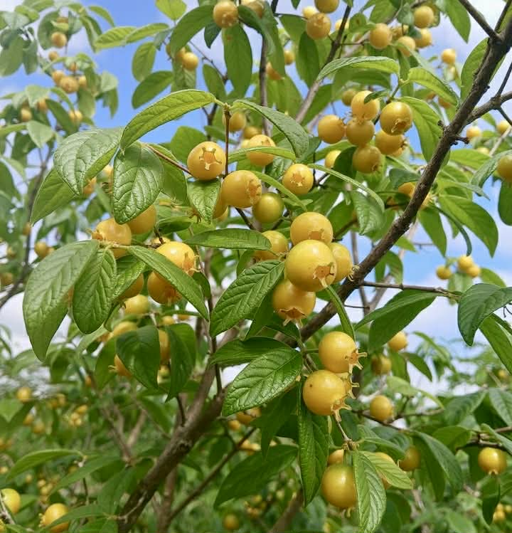 pre Order - Campomanesia aromatica var. Yellow - 1 fresh seed / 1 frischer Samen