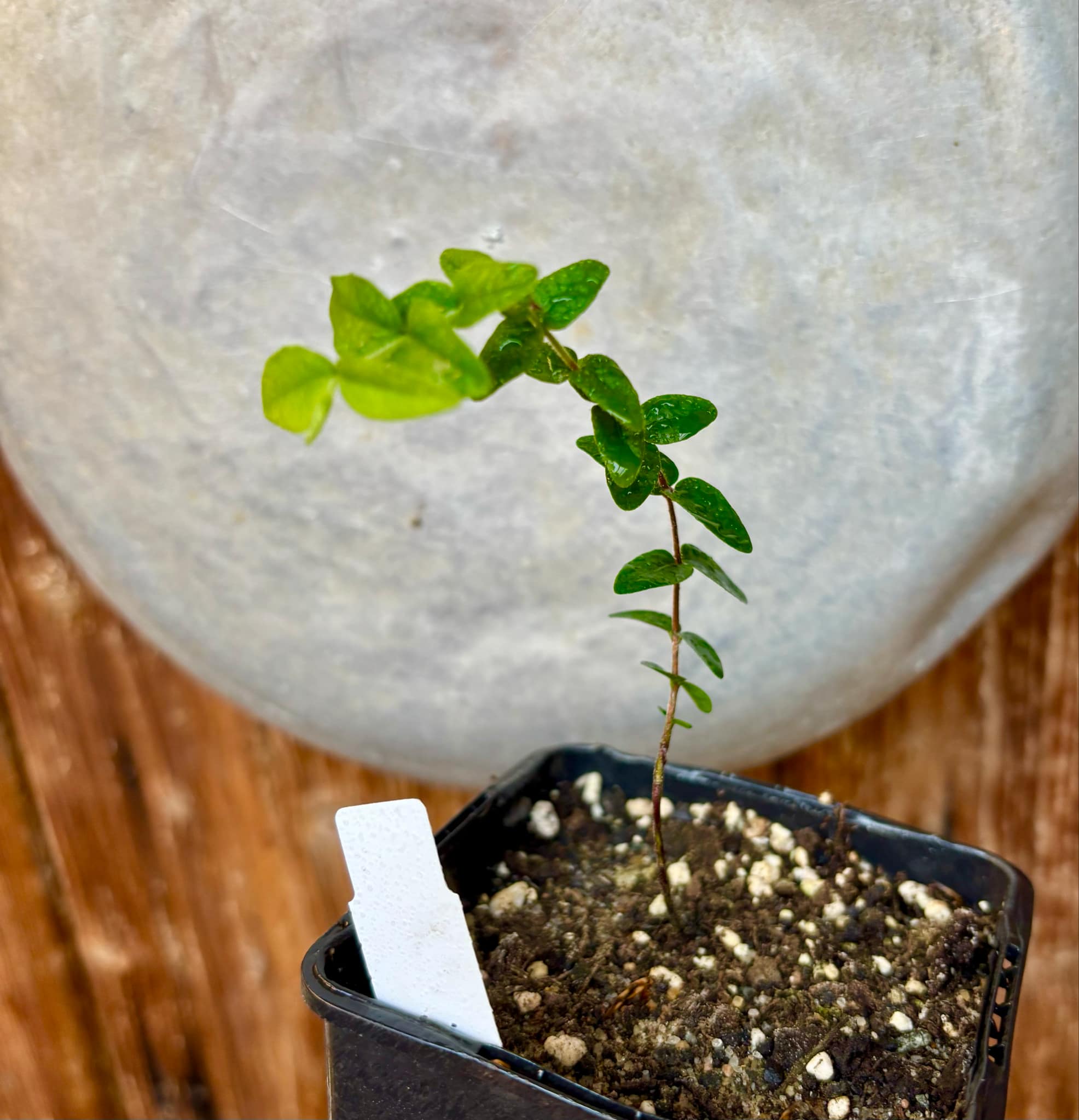 Myrciaria pilosa - 1 small potted seedling / 1 kleiner getopfter Sämling Myrciaria pilosa - 1 small potted seedling / 1 kleiner getopfter Sämling