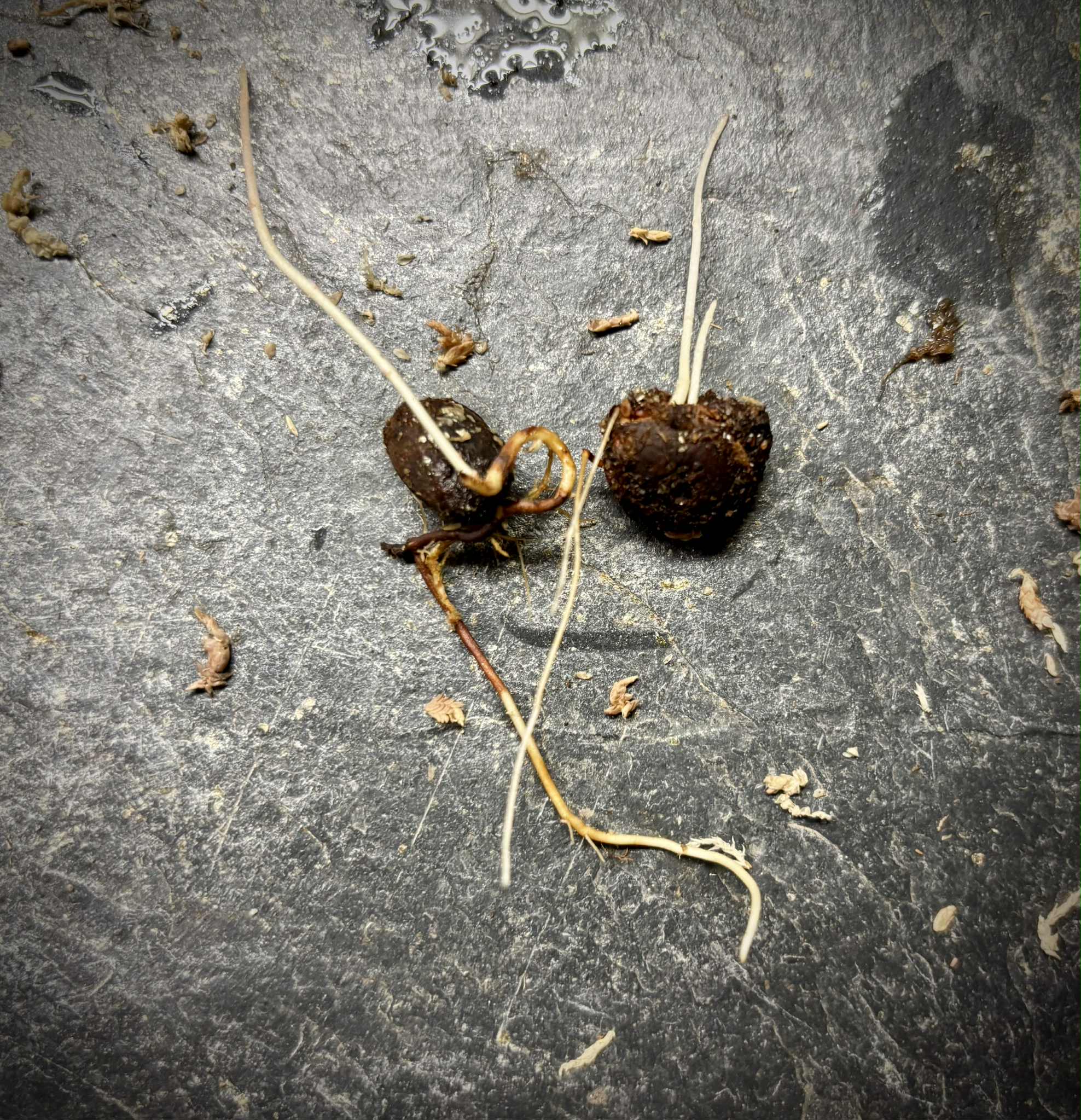 Plinia coronata var. Olho de Boi Seleção - 1 germinated seed / 1 gekeimter Samen