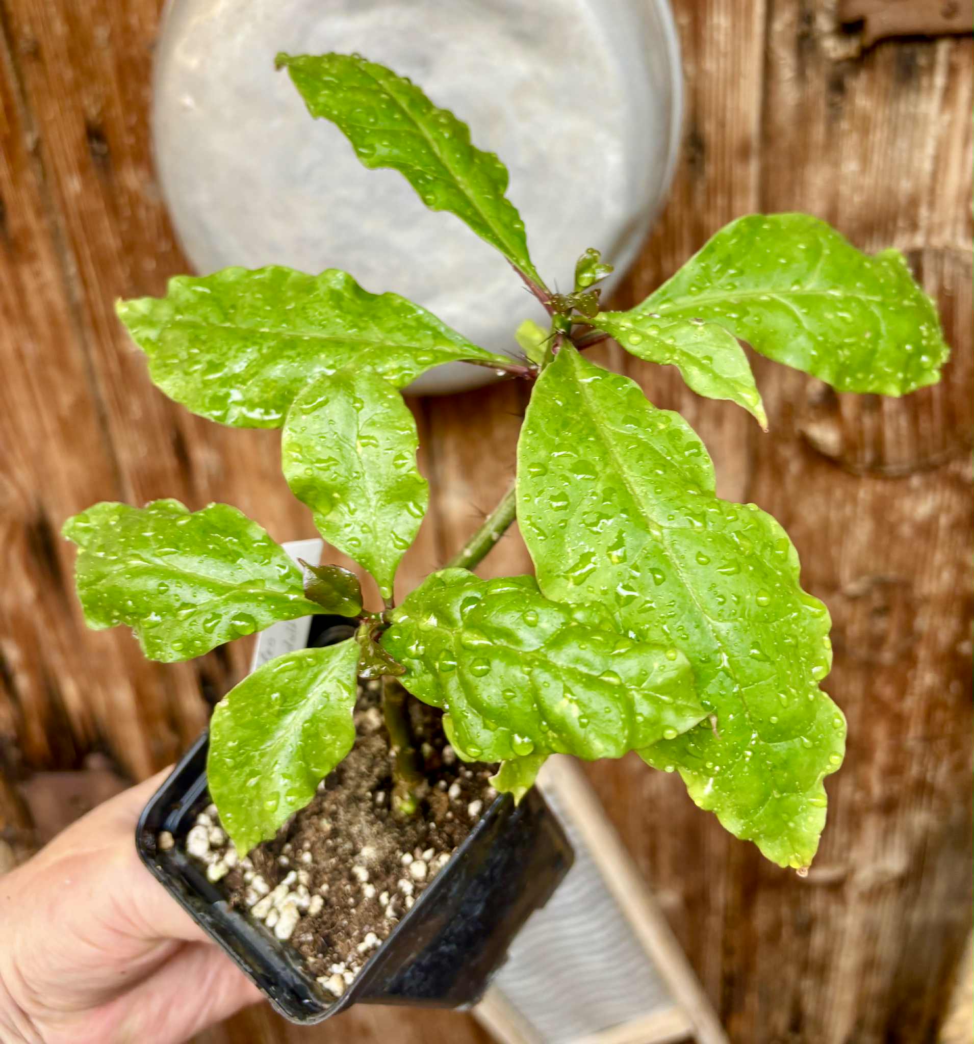 Rooted cutting - Pereskia bleo - Leuenbergeria bleo - 1 potted plant / 1 getopfte Pflanze