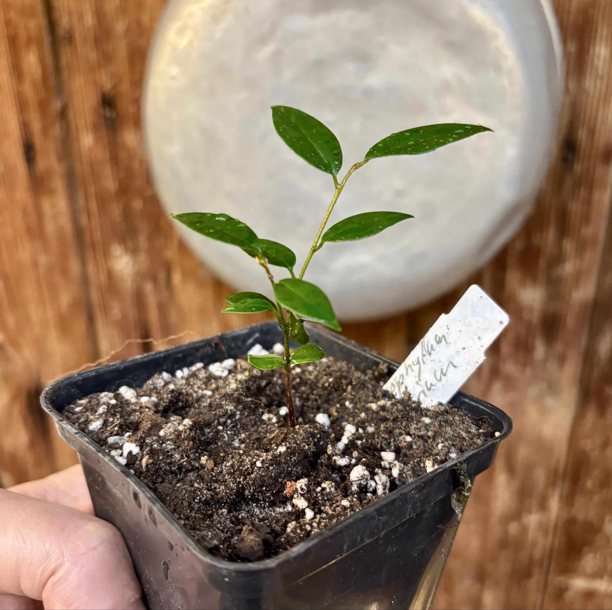 Chrysophyllum arenarium - Ameixa do Nordeste - 1 potted plant / 1 getopfte Pflanze Chrysophyllum arenarium - Ameixa do Nordeste - 1 potted plant / 1 getopfte Pflanze