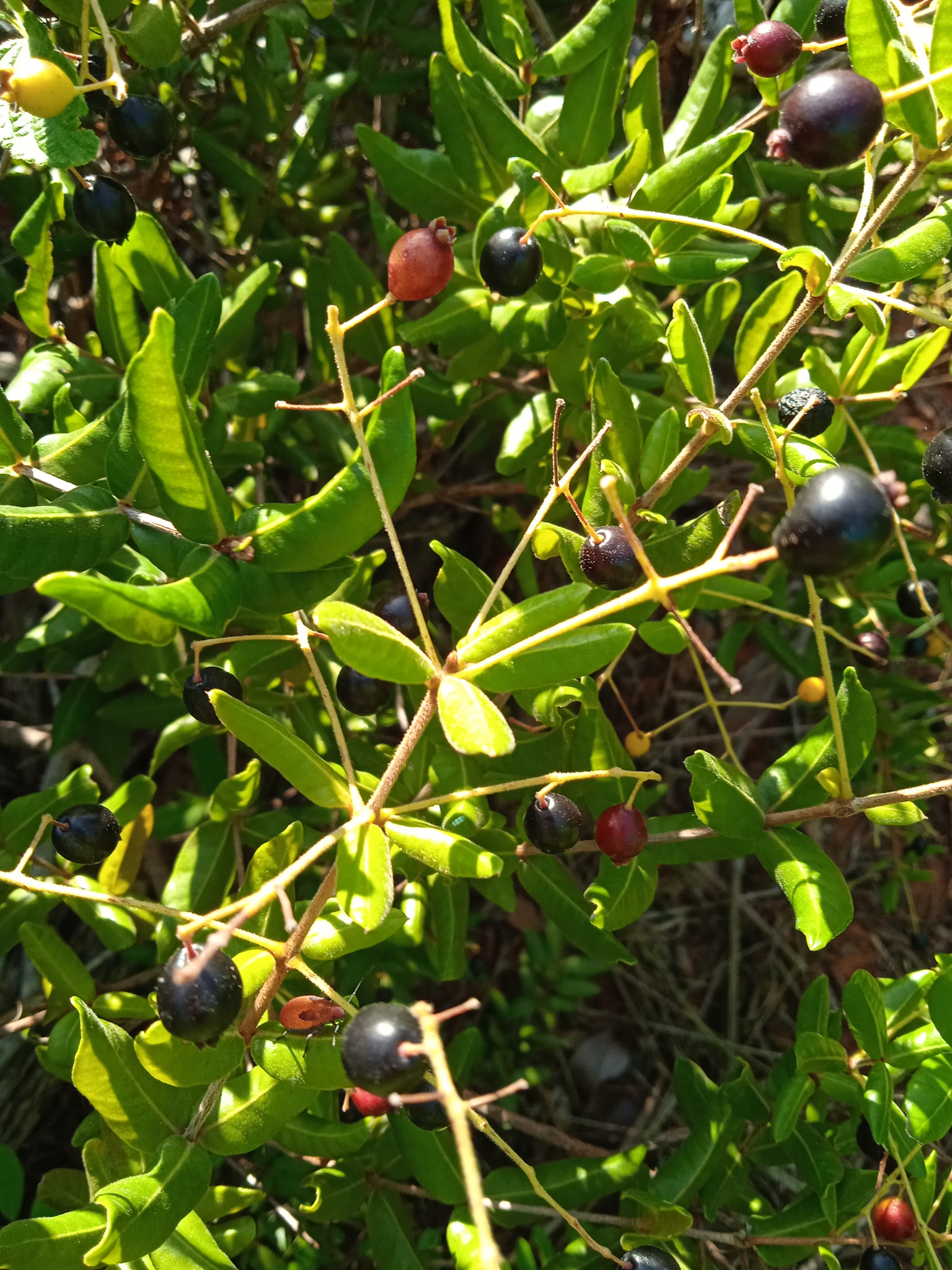 Guamirim roxa (Calyptranthes sp) - 1 potted plant / 1 getopfte Pflanze