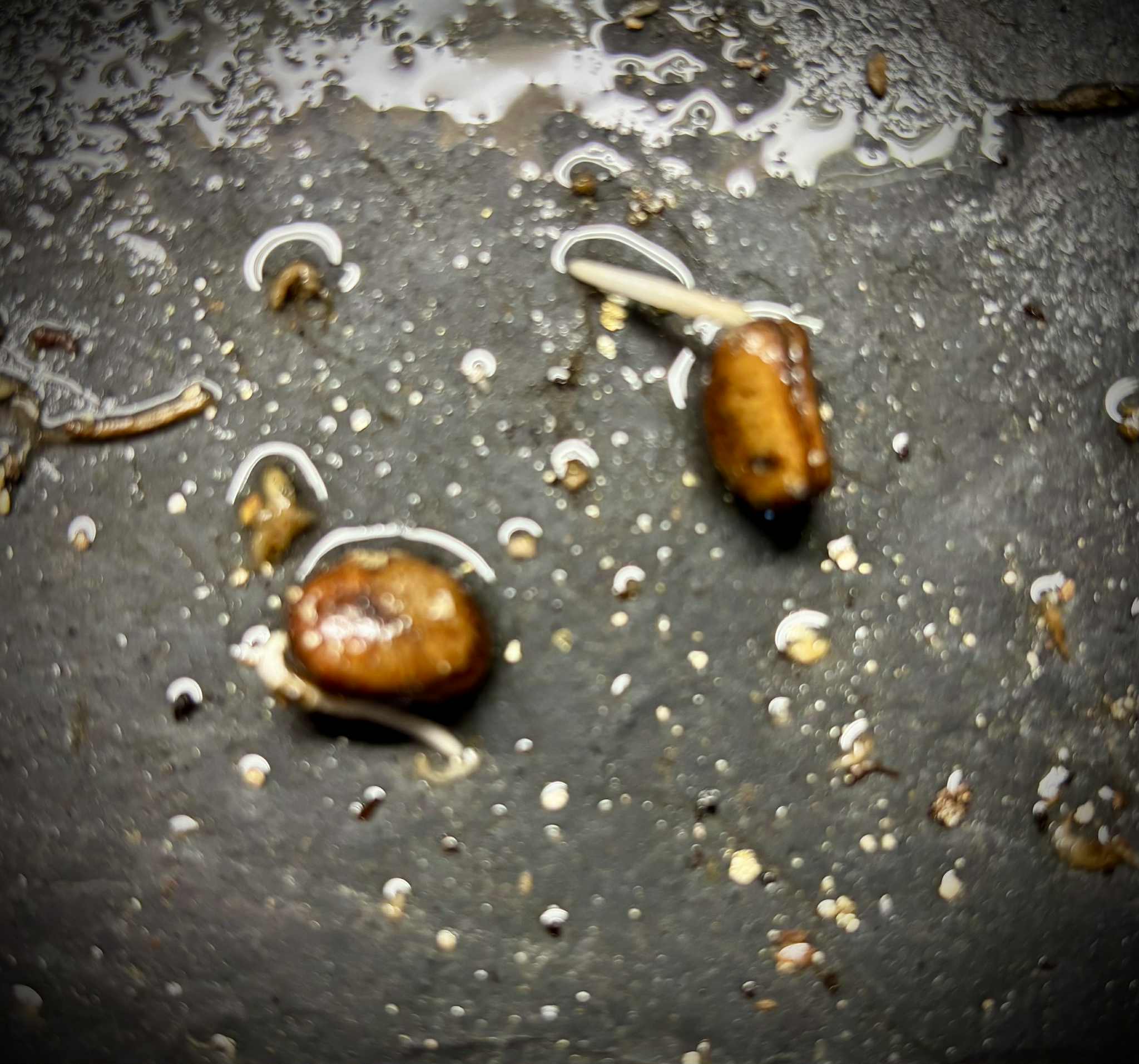 Sapranthus campechianus - 1 germinated seed / 1 gekeimter Samen