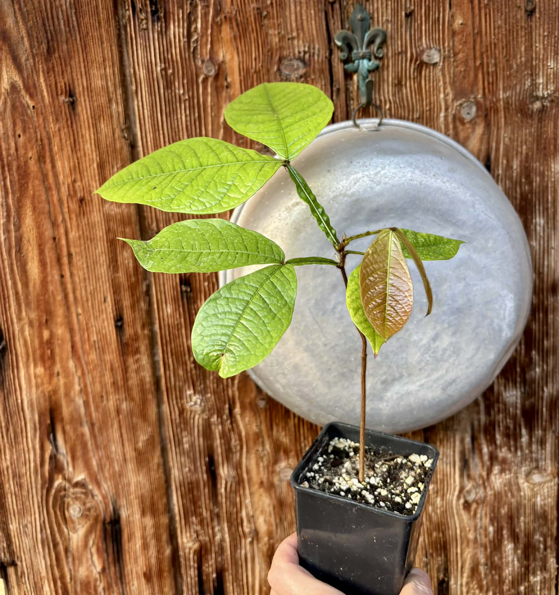 Inga aptera  - 1 potted plant / 1 getopfte Pflanze