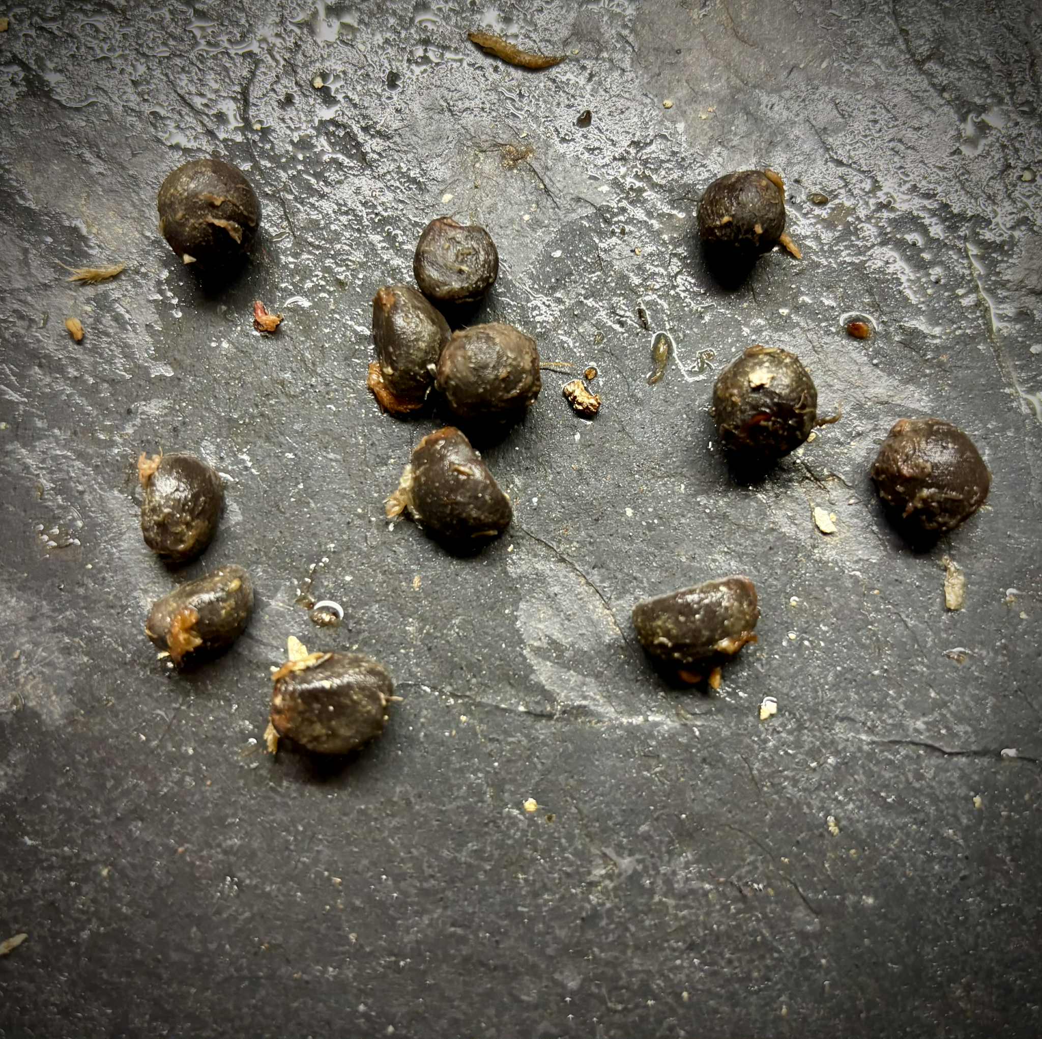 Mouriri sp Rondonia - 1 fresh seed / 1 frischer Samen