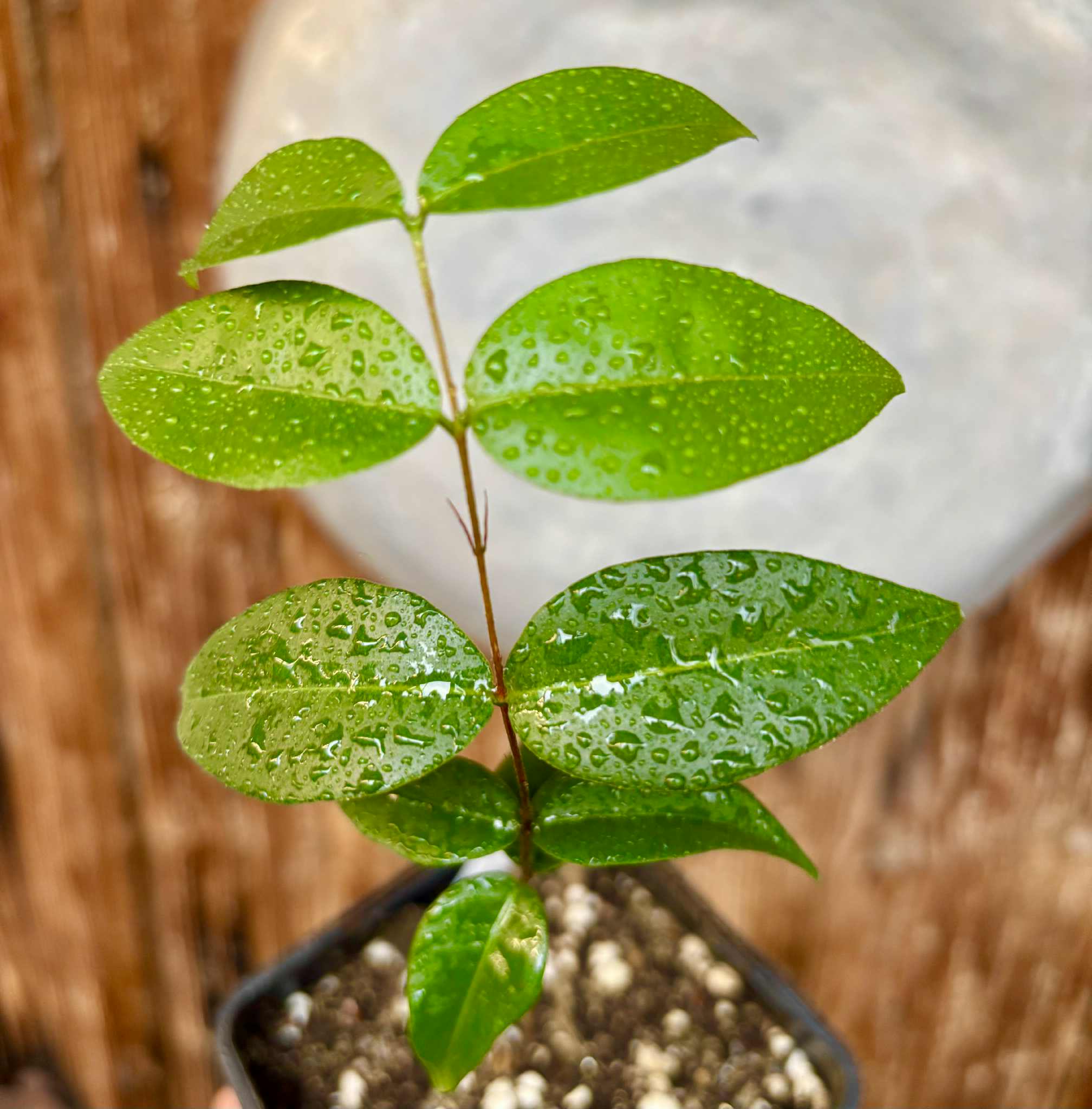 Neomitranthes obscura - 1 potted seedling/ 1 getopfter Sämling