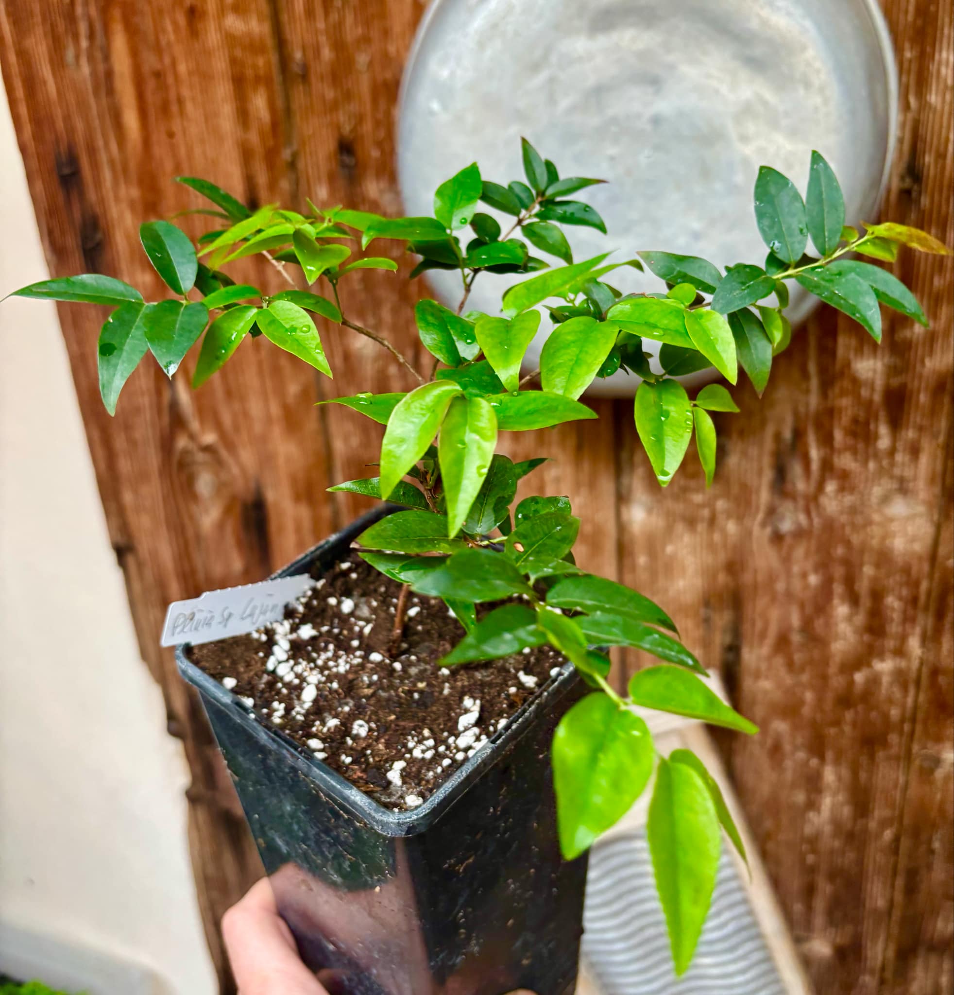  3 years old - Plinia sp Lujan - 1 potted plant / 1 getopfte Pflanze