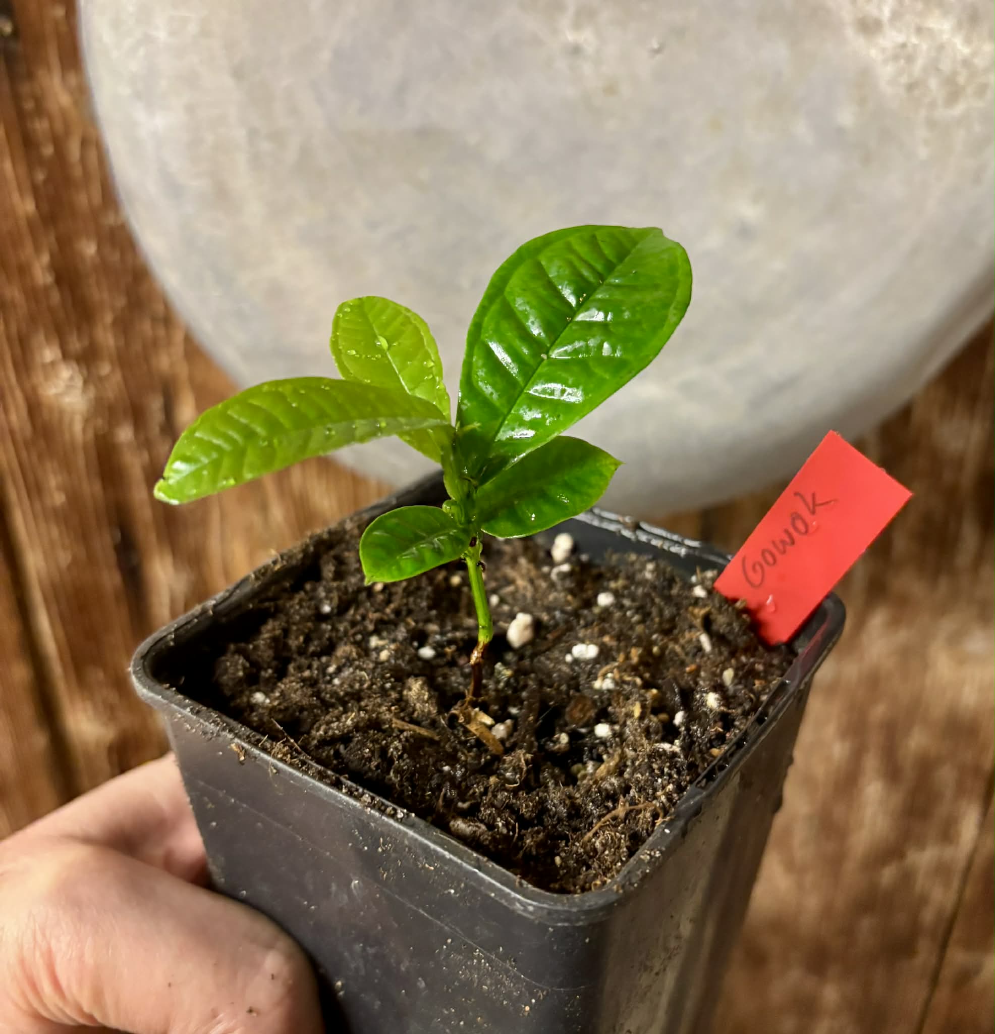 Gowok (Syzygium polycephalum) - 1 potted seedling / 1 getopfter Sämling