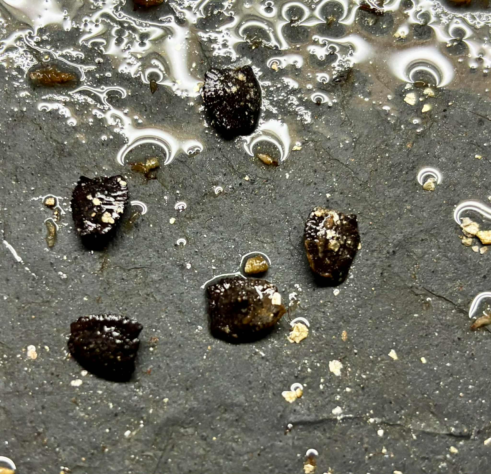 Passiflora quadrangularis - 5 fresh seeds / 5 frische Samen