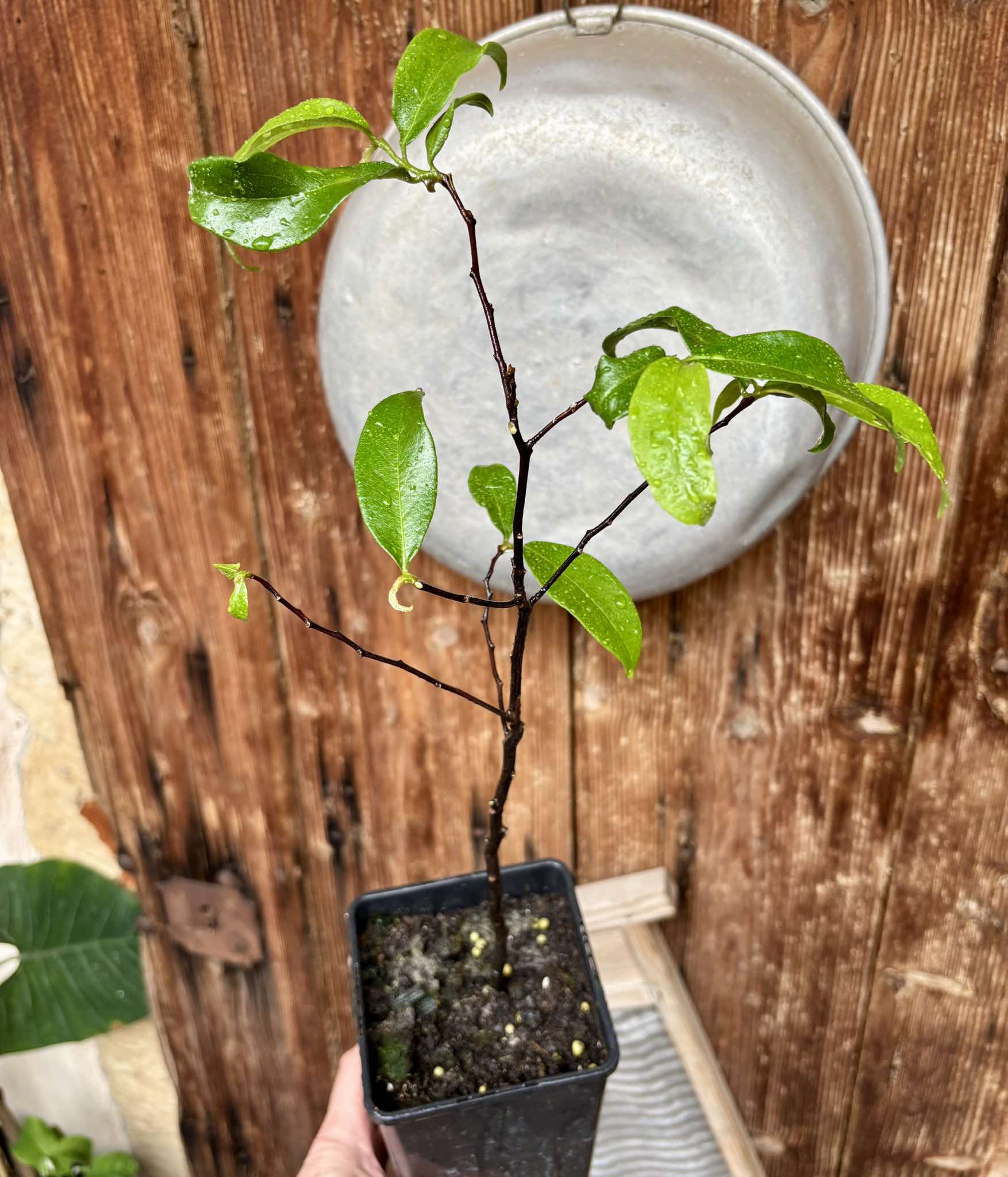 Gold Apple (Diospyros decandra) - 1 potted plant / 1 getopfte Pflanze