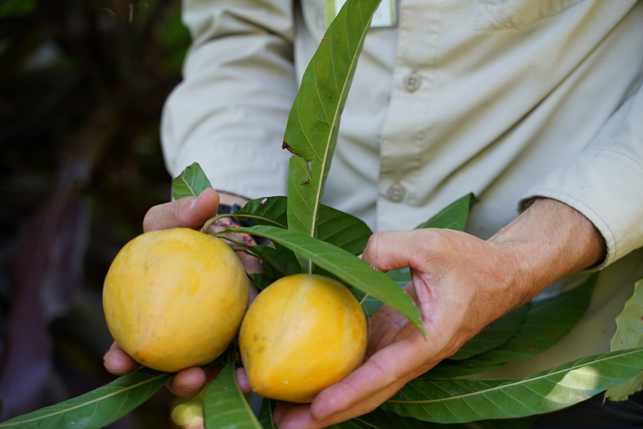 Canistel var. Bruce  (Lucuma campechiana) - 2 germinated seeds / 2 gekeimte Samen
