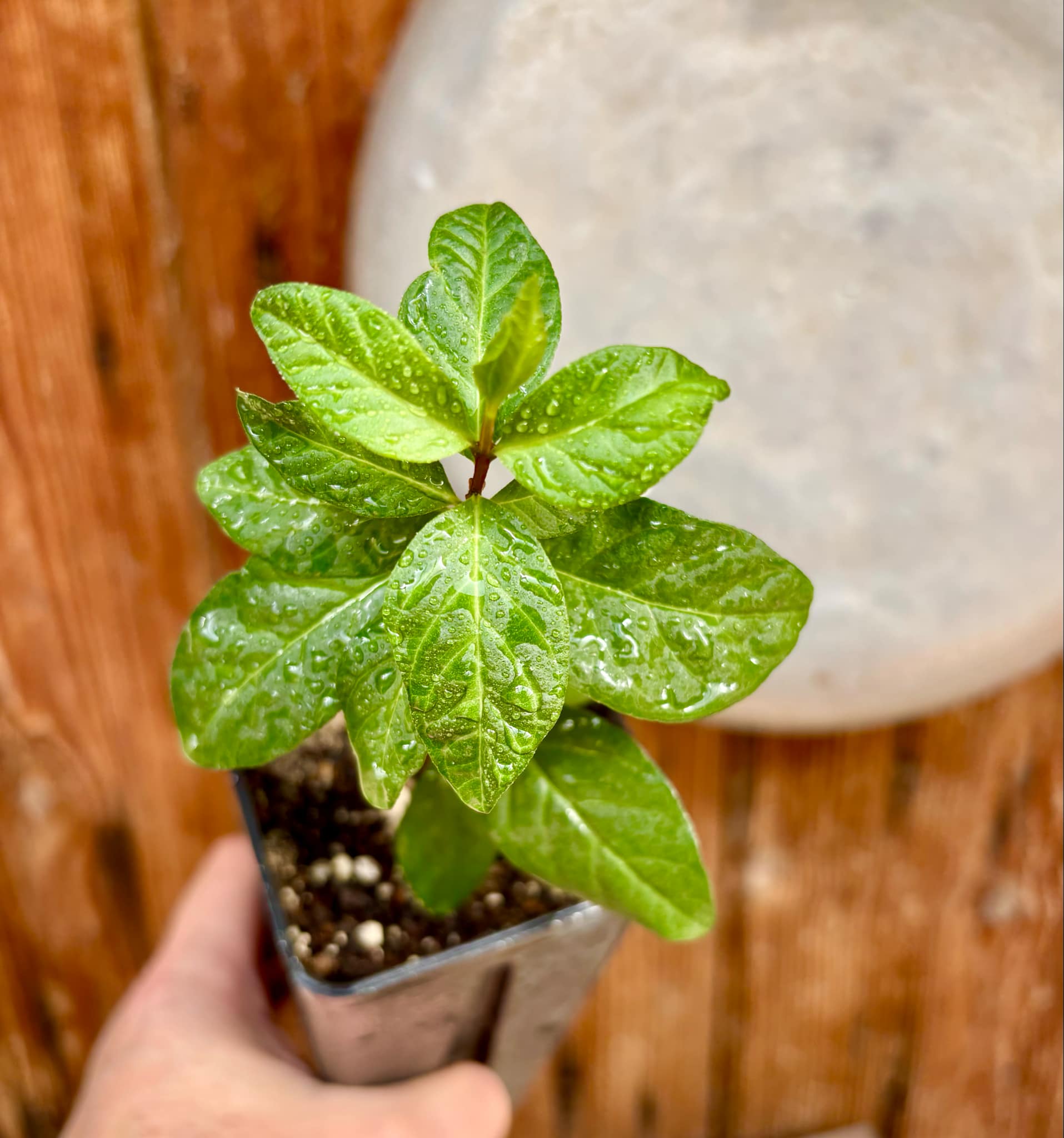 Psidium guajava - Peach - 1 potted plant / 1 getopfte Pflanze