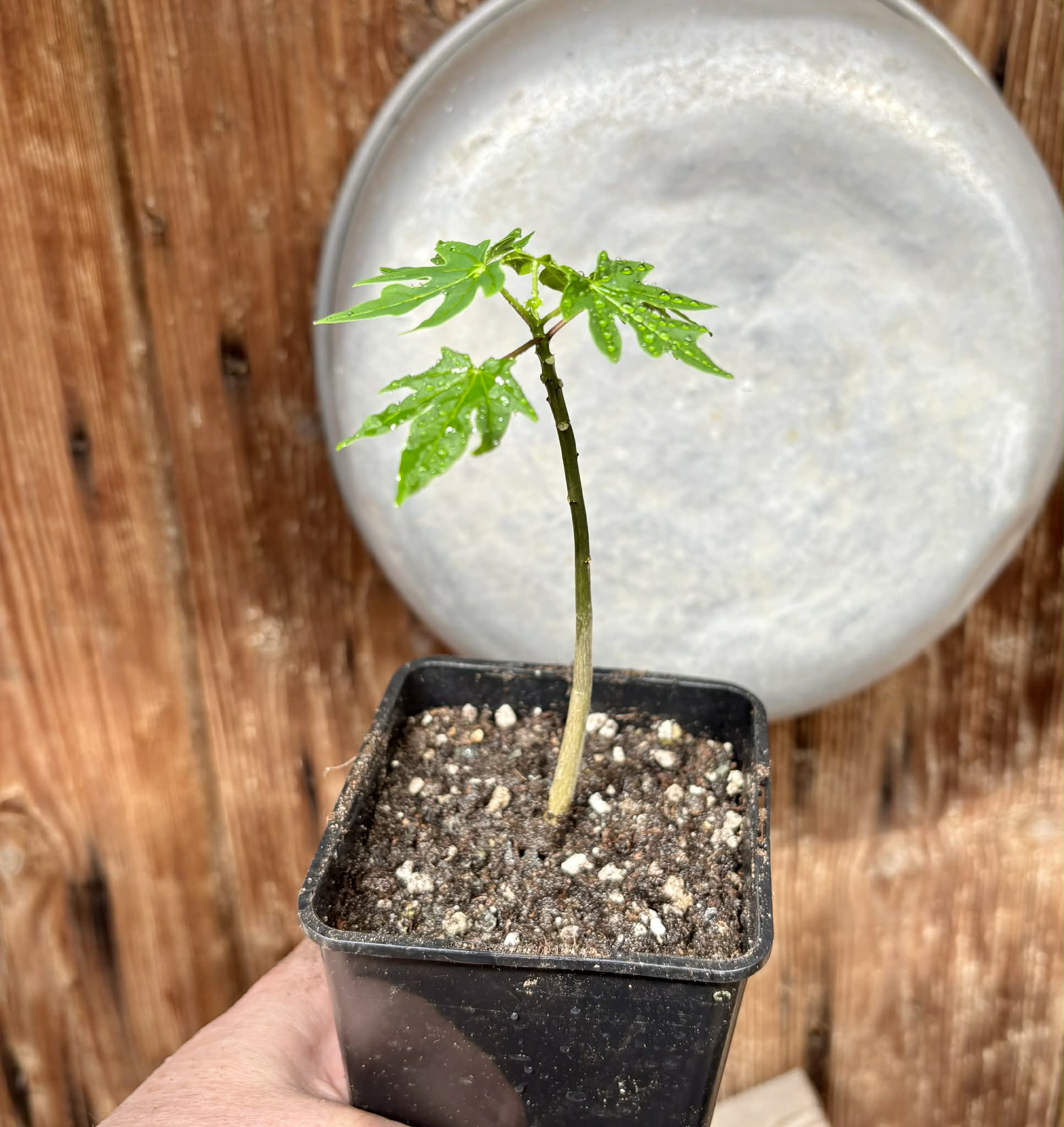 Red Holland Papaya (Carica papaya) - 1 small potted seedling / 1 kleiner, getopfter Sämling