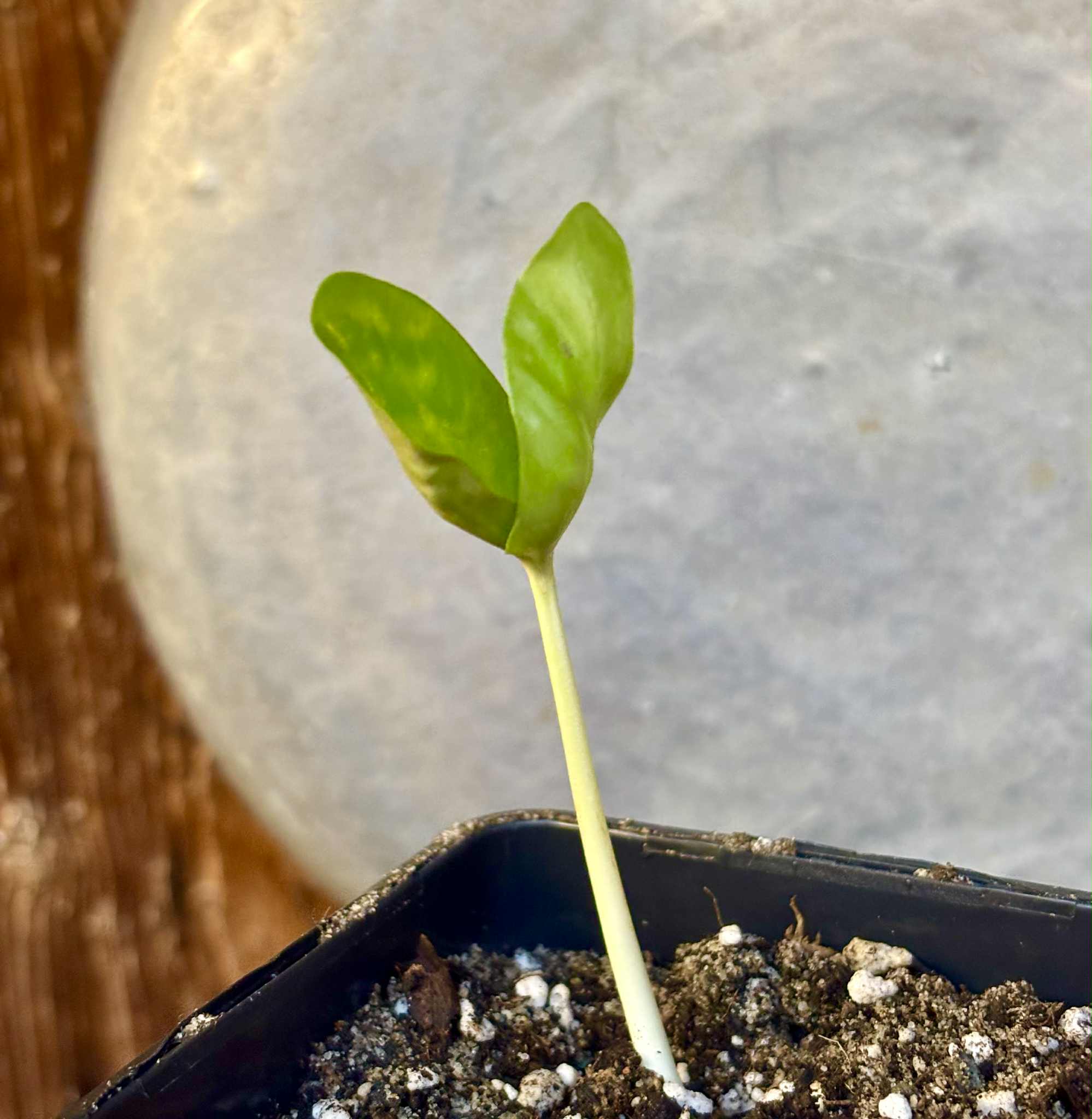 Fruta do Imperador - Martiusella imperialis - (formaly Chrysophyllum imperiale) - 1 potted seedling / 1 getopfter Sämling