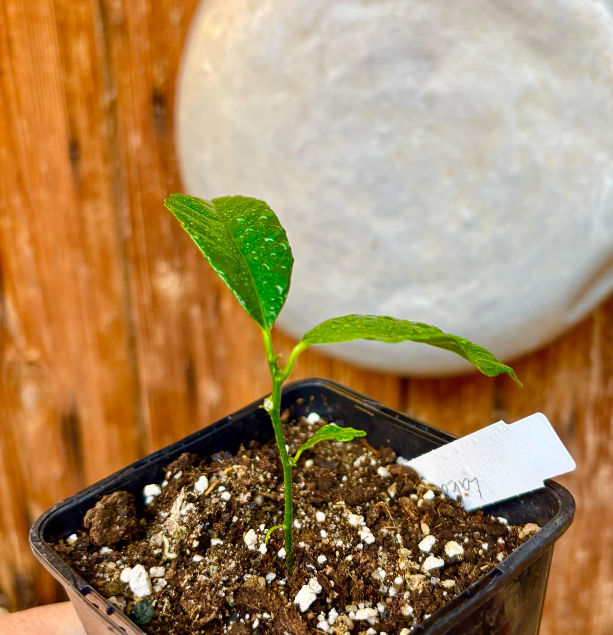 Artocarpus lacucha - Lakoocha - 1 small potted plant / 1 kleine, getopfte Pflanze Artocarpus lacucha - Lakoocha - 1 small potted plant / 1 kleine, getopfte Pflanze