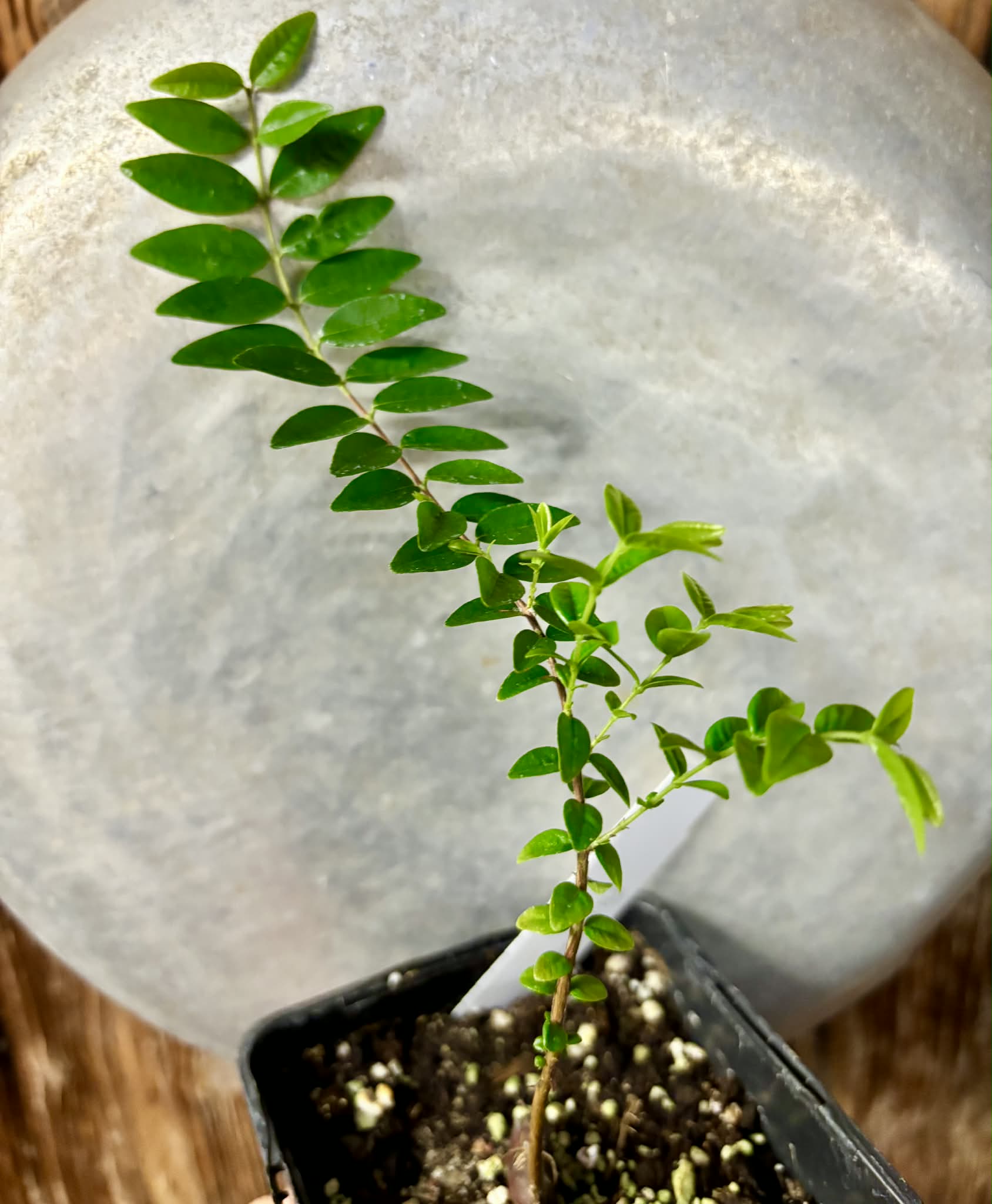 Myrciaria sp Pastora - 1 potted seedling / 1 getopfter Sämling