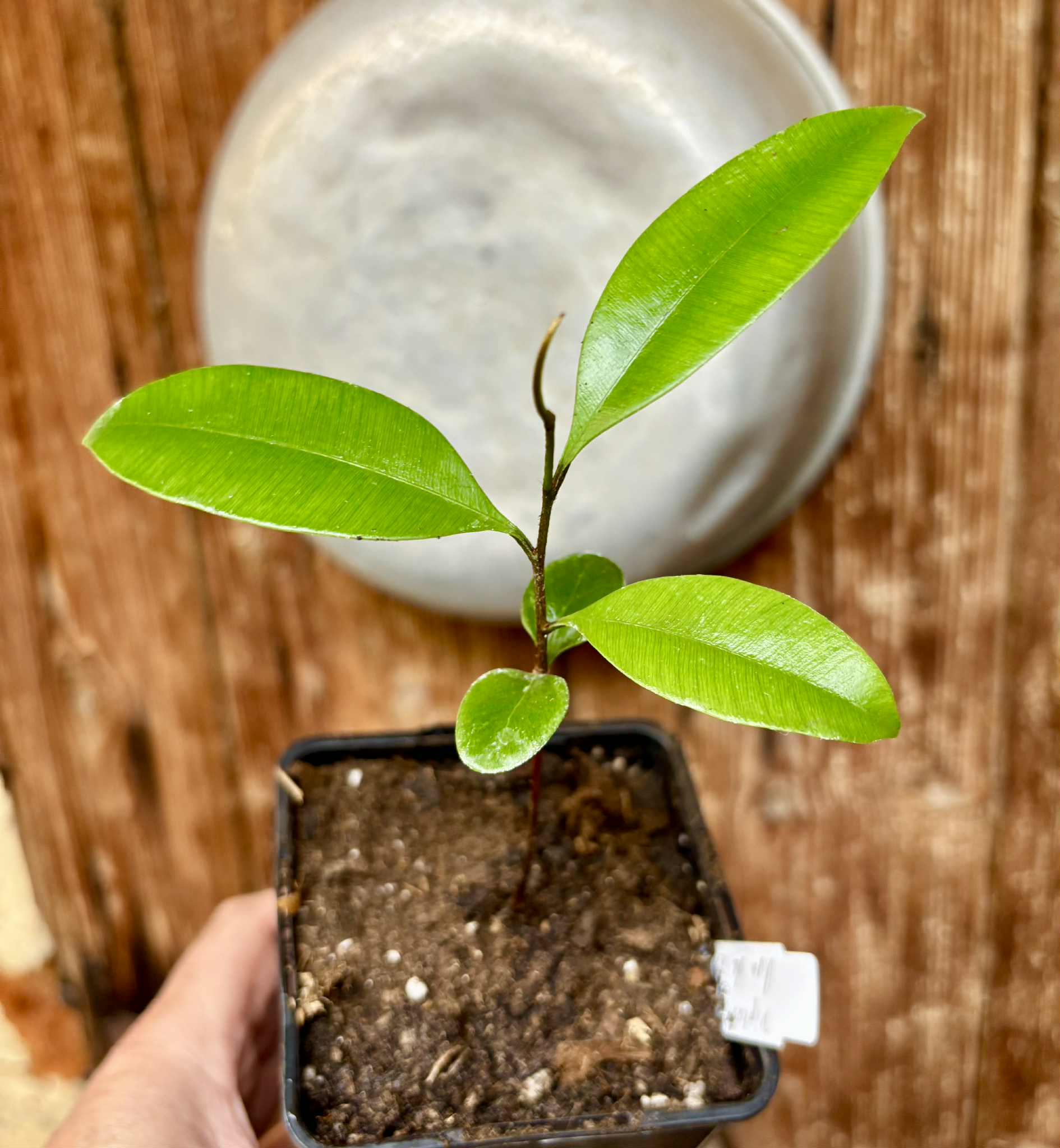 Diploon sp Uva de Leite  -  1 potted plant / 1 getopfte Pflanze