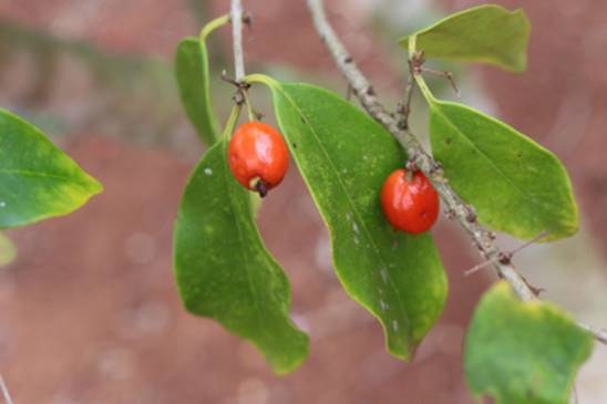 our last plant - Eugenia subavenia - 1 potted plant / 1 getopfte Pflanze