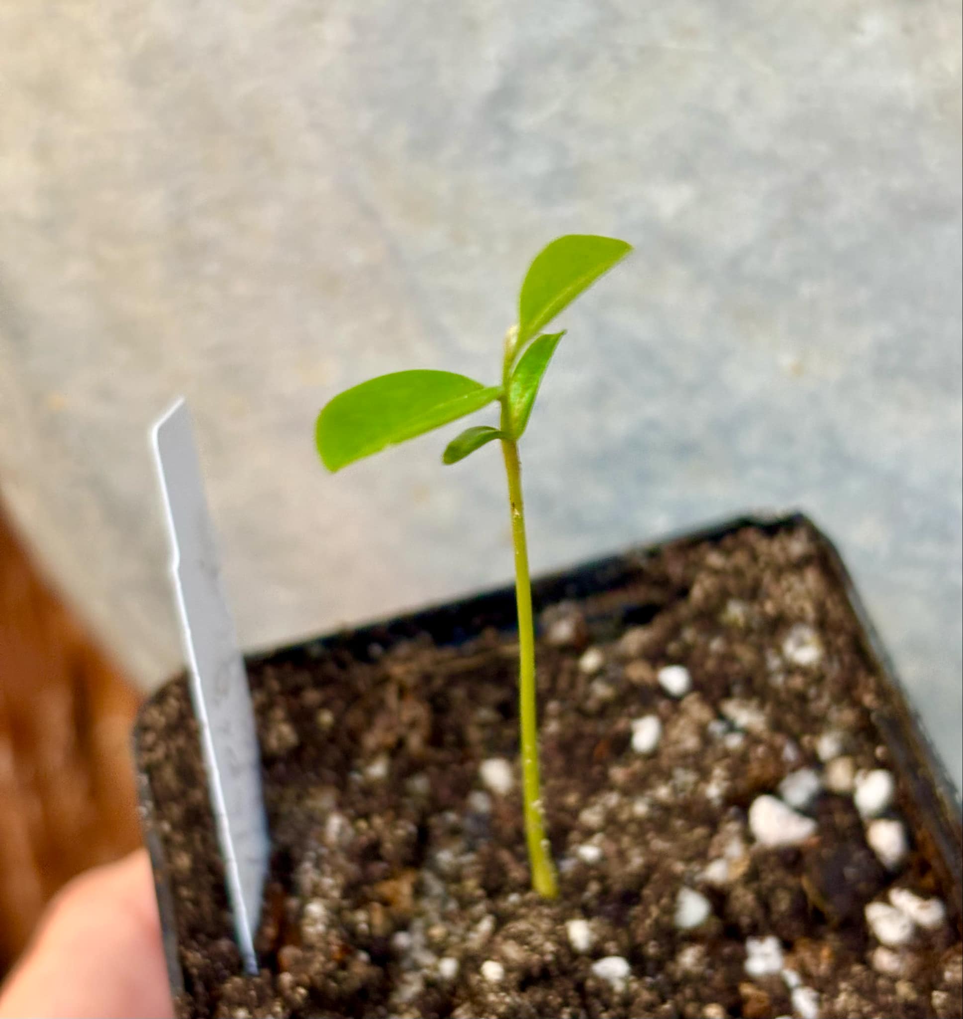 Xylopia ochrantha - 1 small potted seedling / 1 kleiner, getopfter Sämling