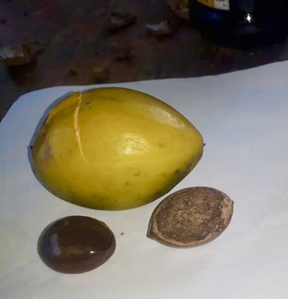 Pouteria macrophylla - 1 fresh seed / 1 frischer Samen