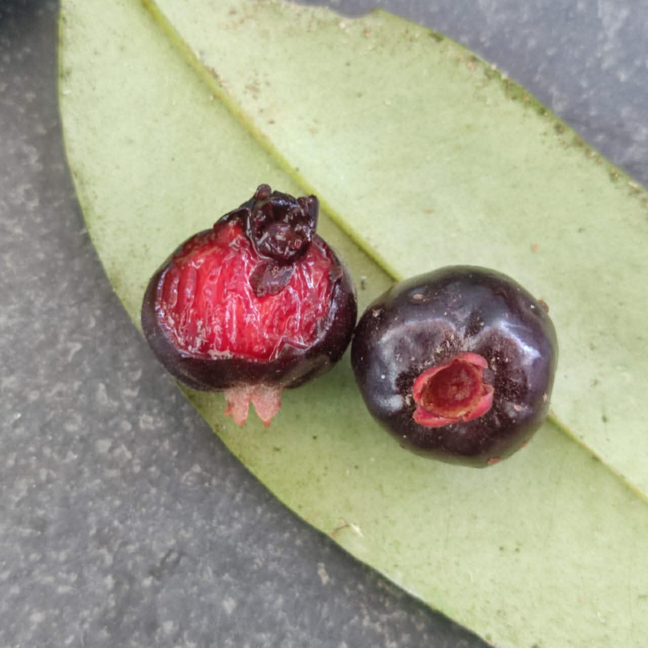 Eugenia pisiformis var Urucucu - 1 germinated seed / 1 gekeimter Samen