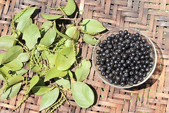 Pajaiu (Coccoloba cordata)  -  1 germinated seed / 1 gekeimter Samen