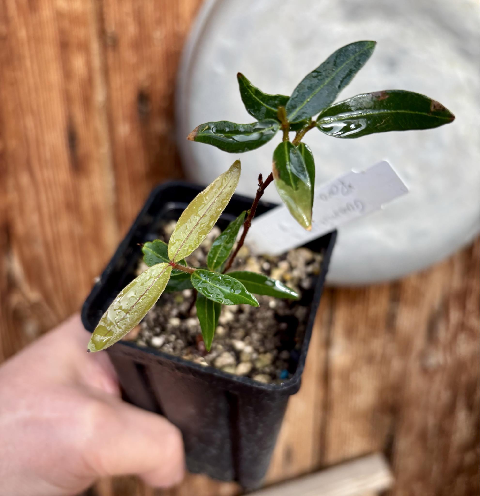 Guamirim roxa (Calyptranthes sp) - 1 potted plant / 1 getopfte Pflanze