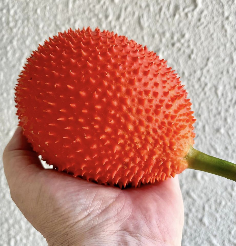 GAC Fruit (Momordica cochinchinensis)- 3 fresh seeds / 3 frische Samen