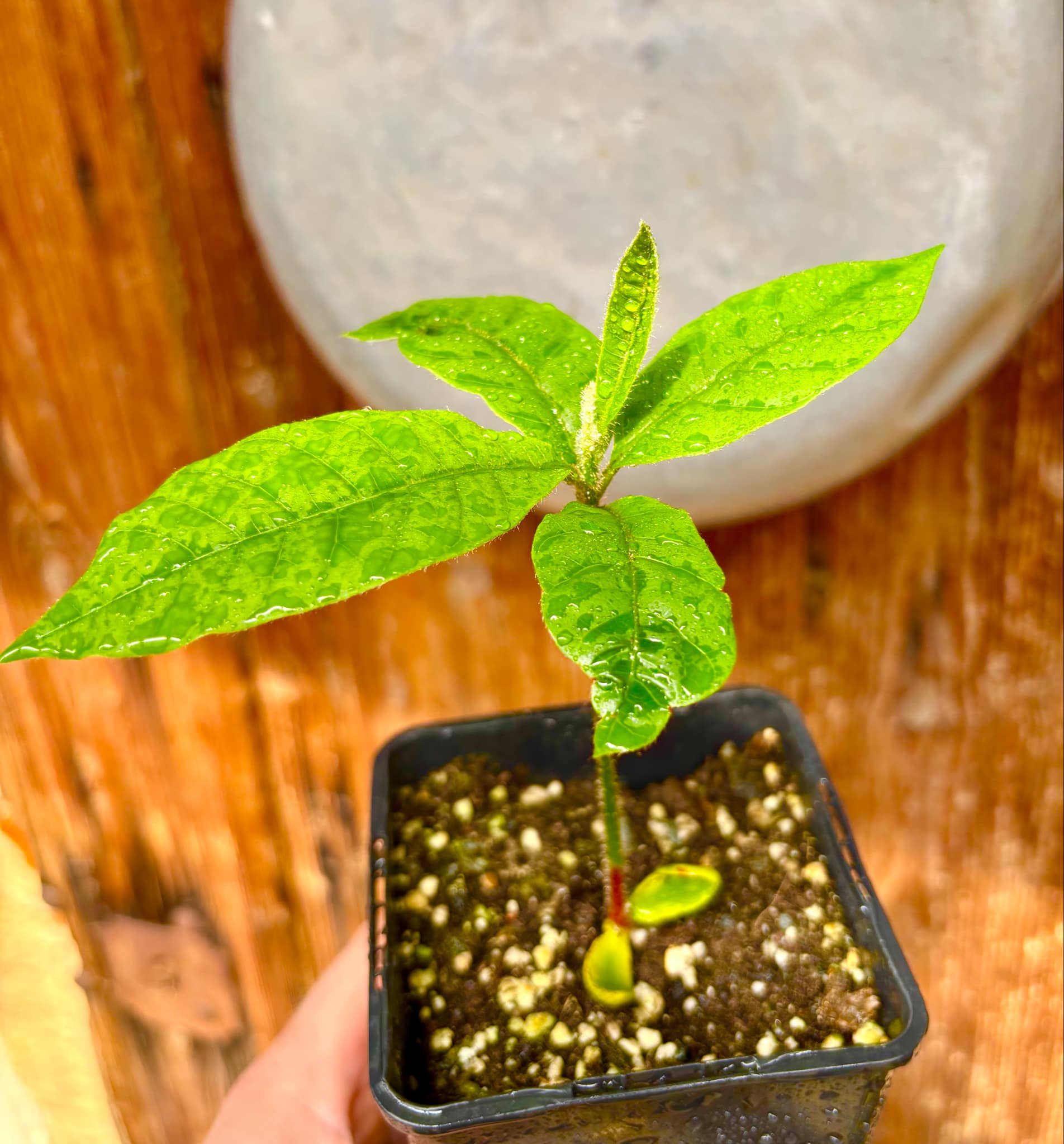 Pouteria torta subsp. torta - Abiu pilosa - 1 potted plant / 1 getopfte Pflanze
