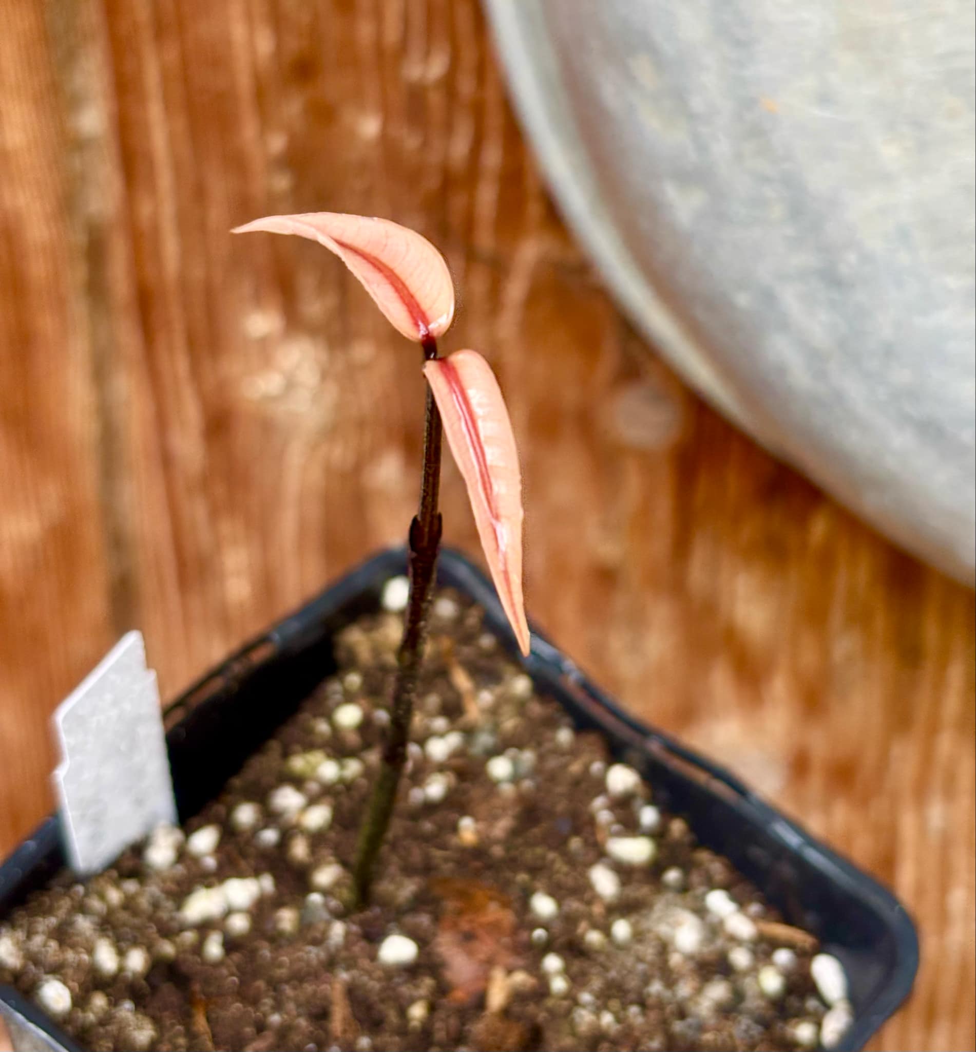 Garcinia sp bahiensis - 1 small potted seedling / 1 kleiner, getopfter Sämling