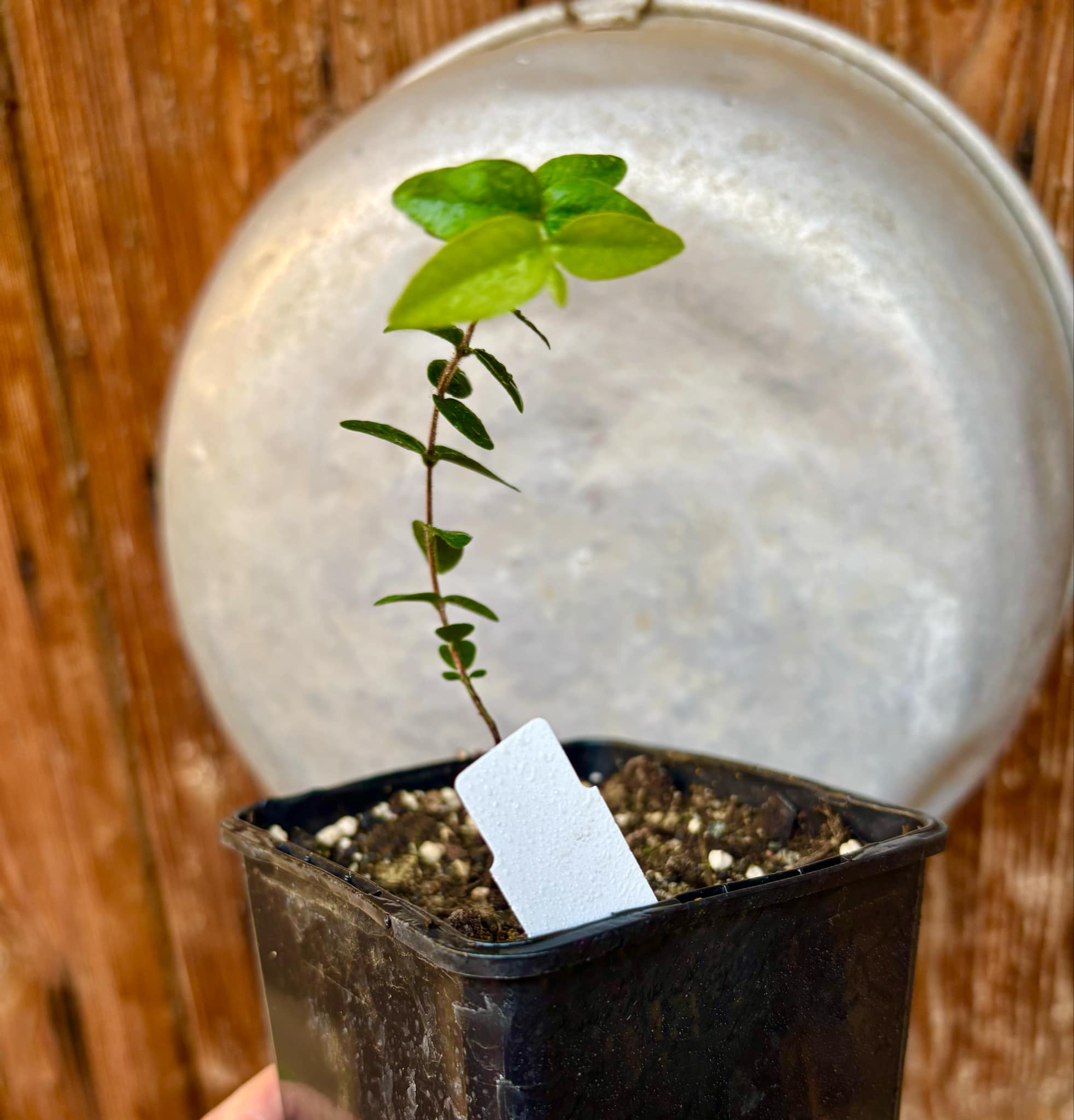 Myrciaria pilosa - 1 small potted seedling / 1 kleiner getopfter Sämling Myrciaria pilosa - 1 small potted seedling / 1 kleiner getopfter Sämling