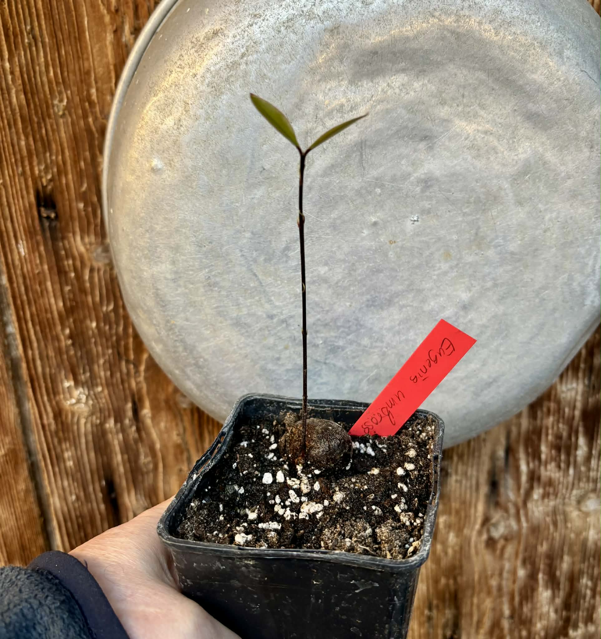 Eugenia umbrosa -  1 potted seedling / 1 getopfter Sämling